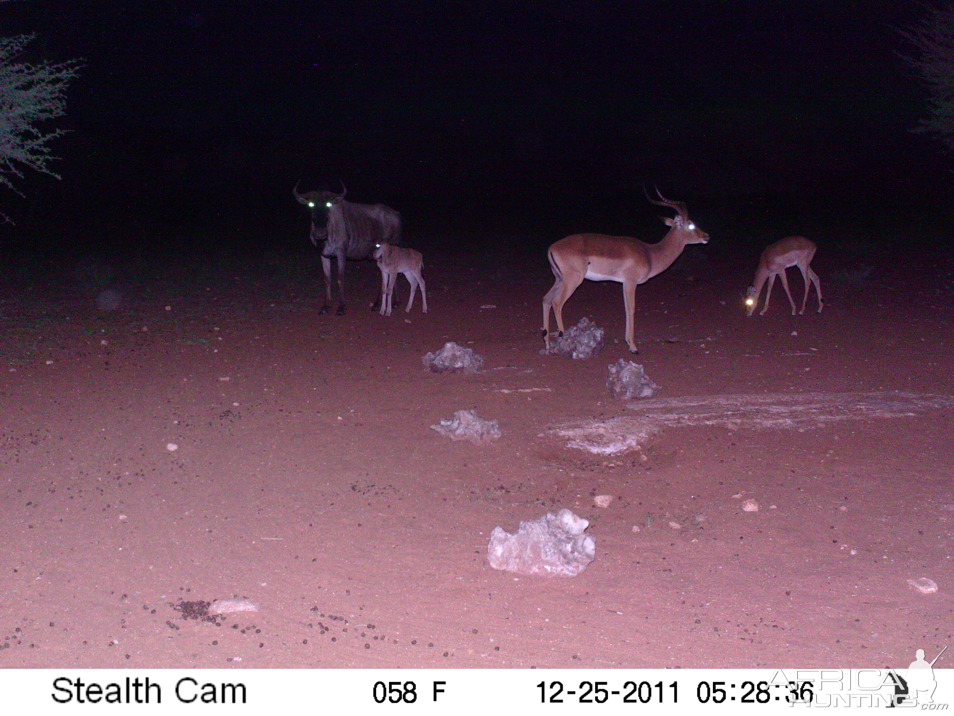 Trail Camera Namibia