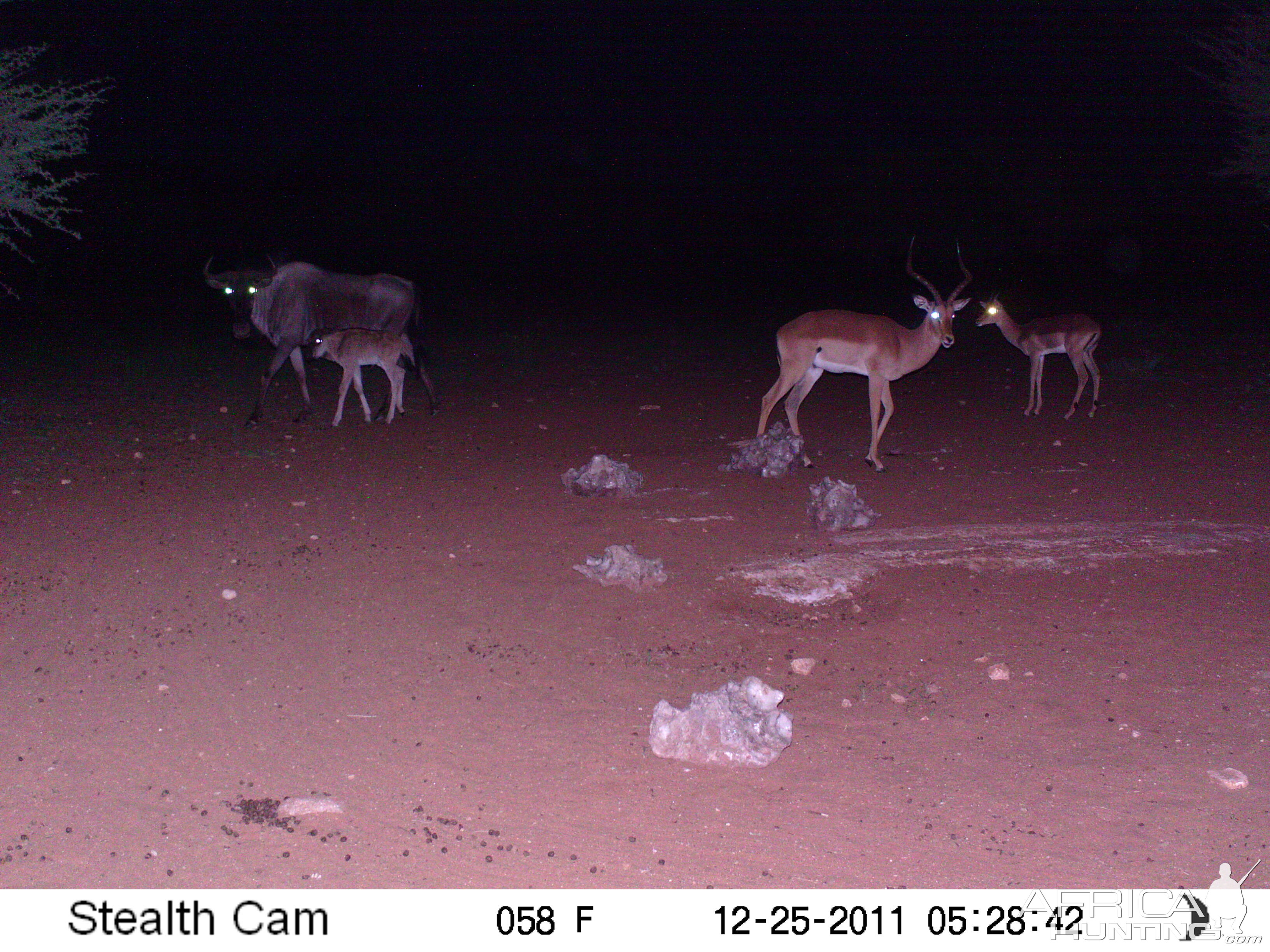 Trail Camera Namibia