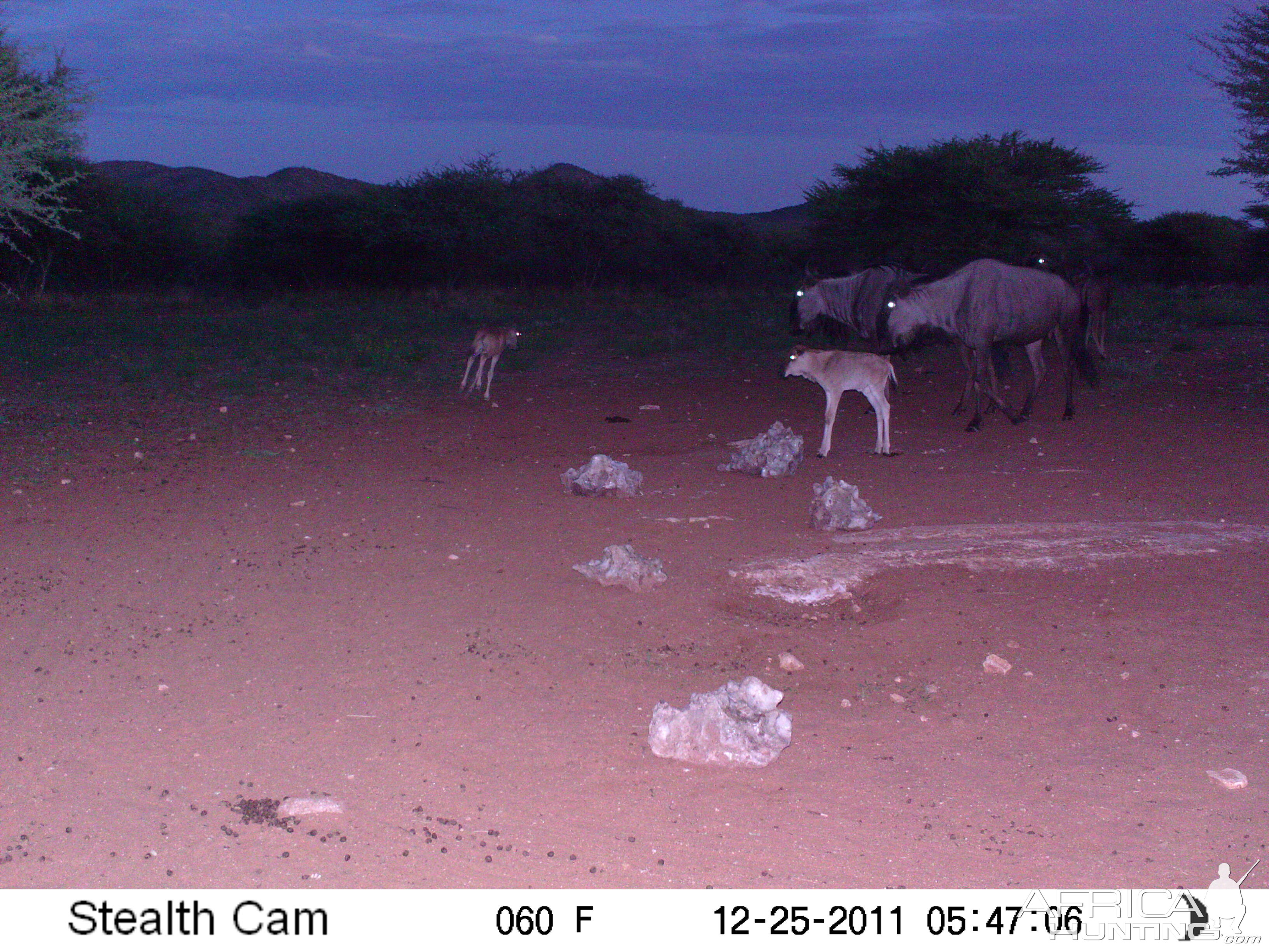 Trail Camera Namibia