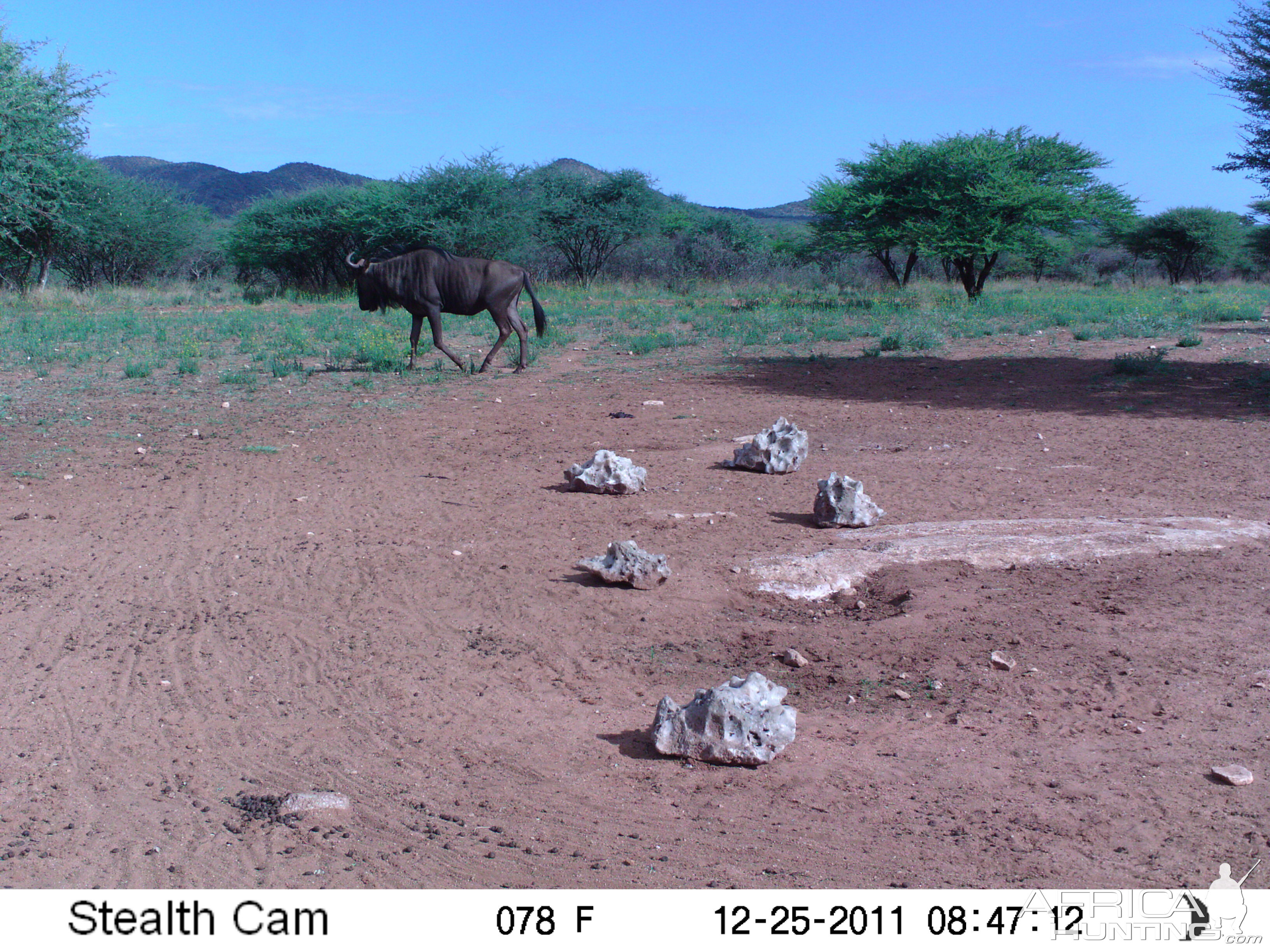 Trail Camera Namibia