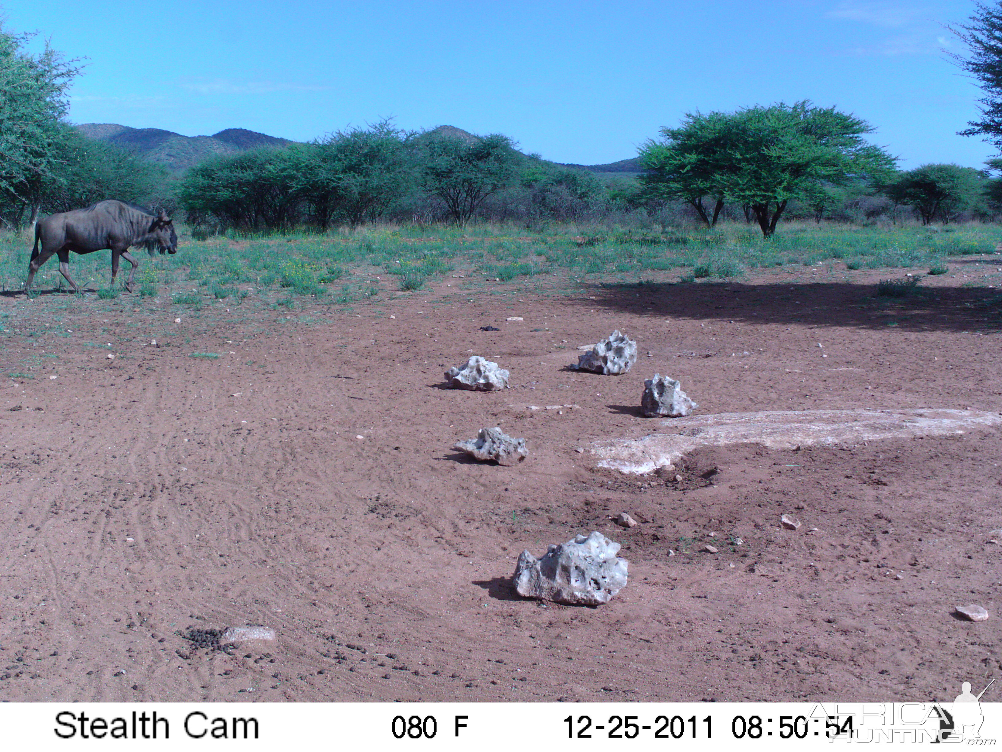 Trail Camera Namibia