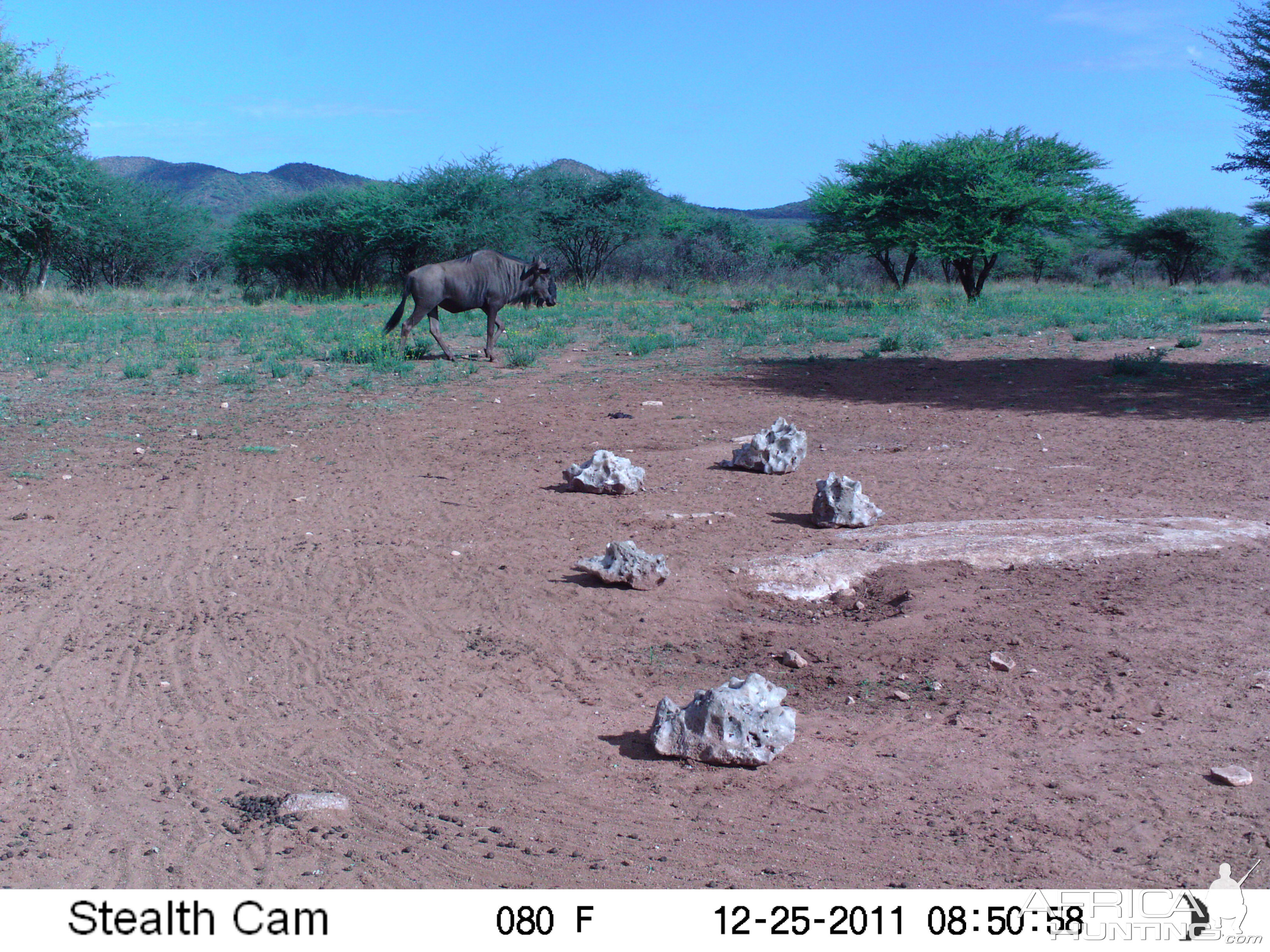 Trail Camera Namibia