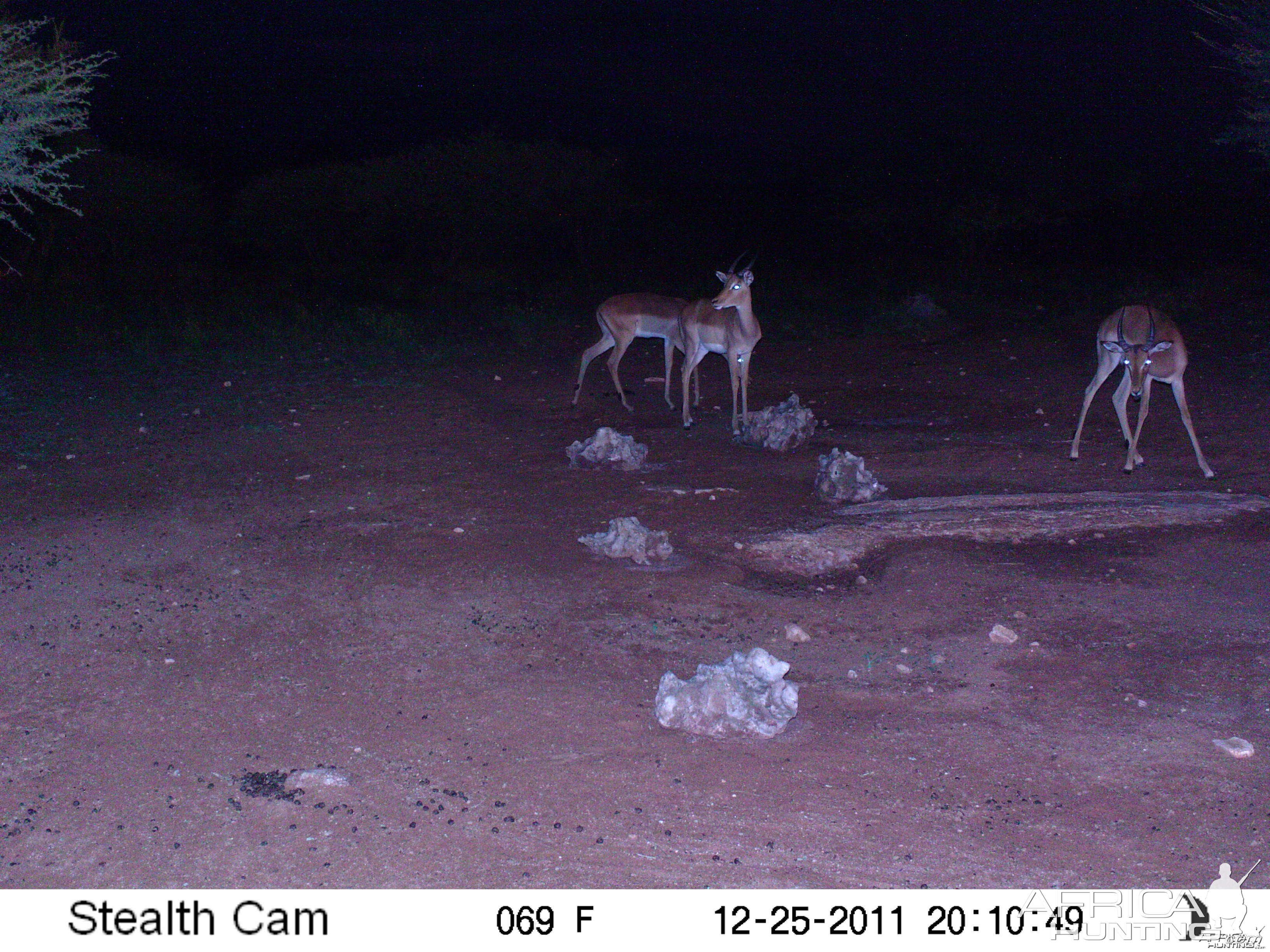 Trail Camera Namibia