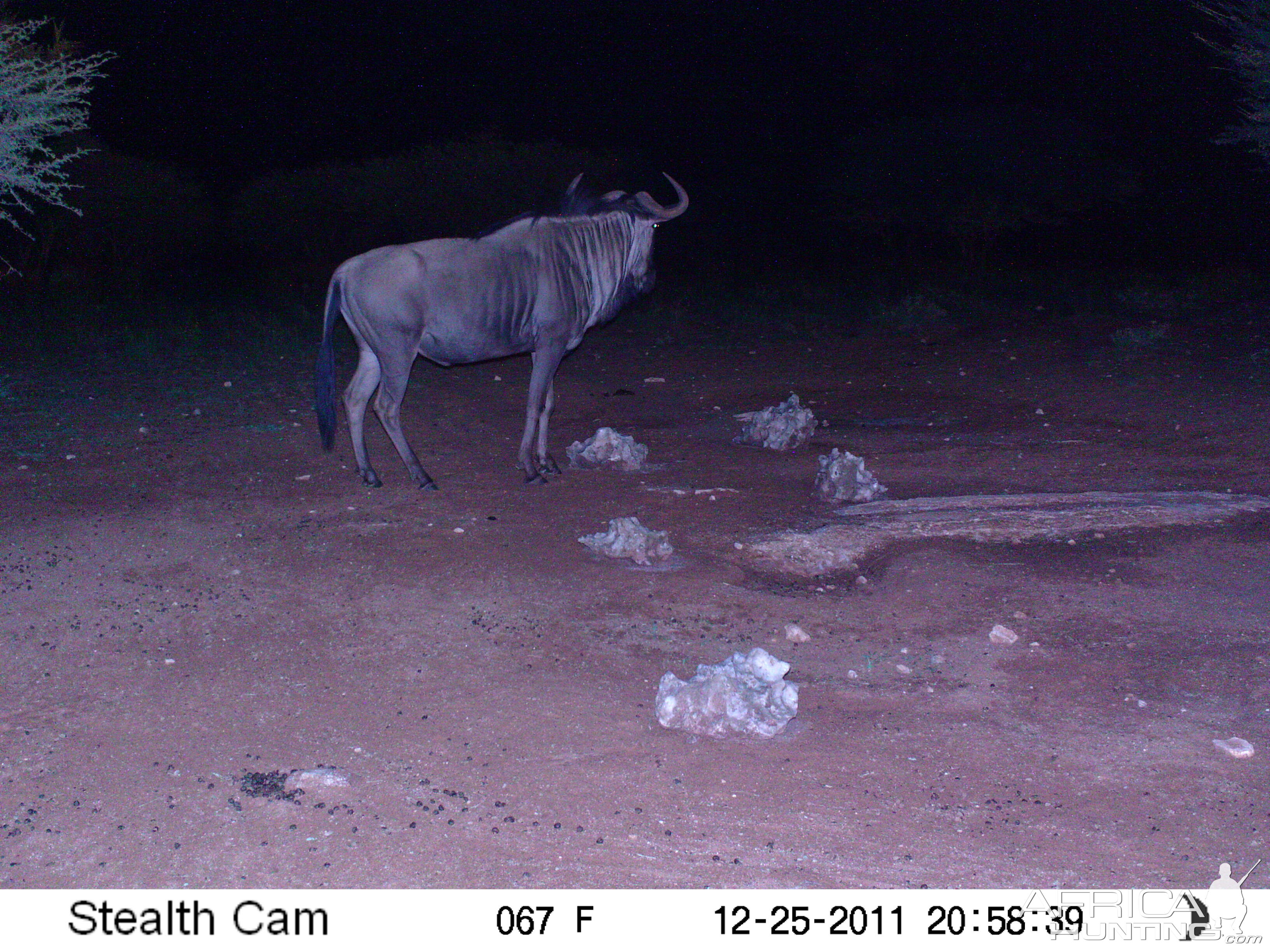 Trail Camera Namibia