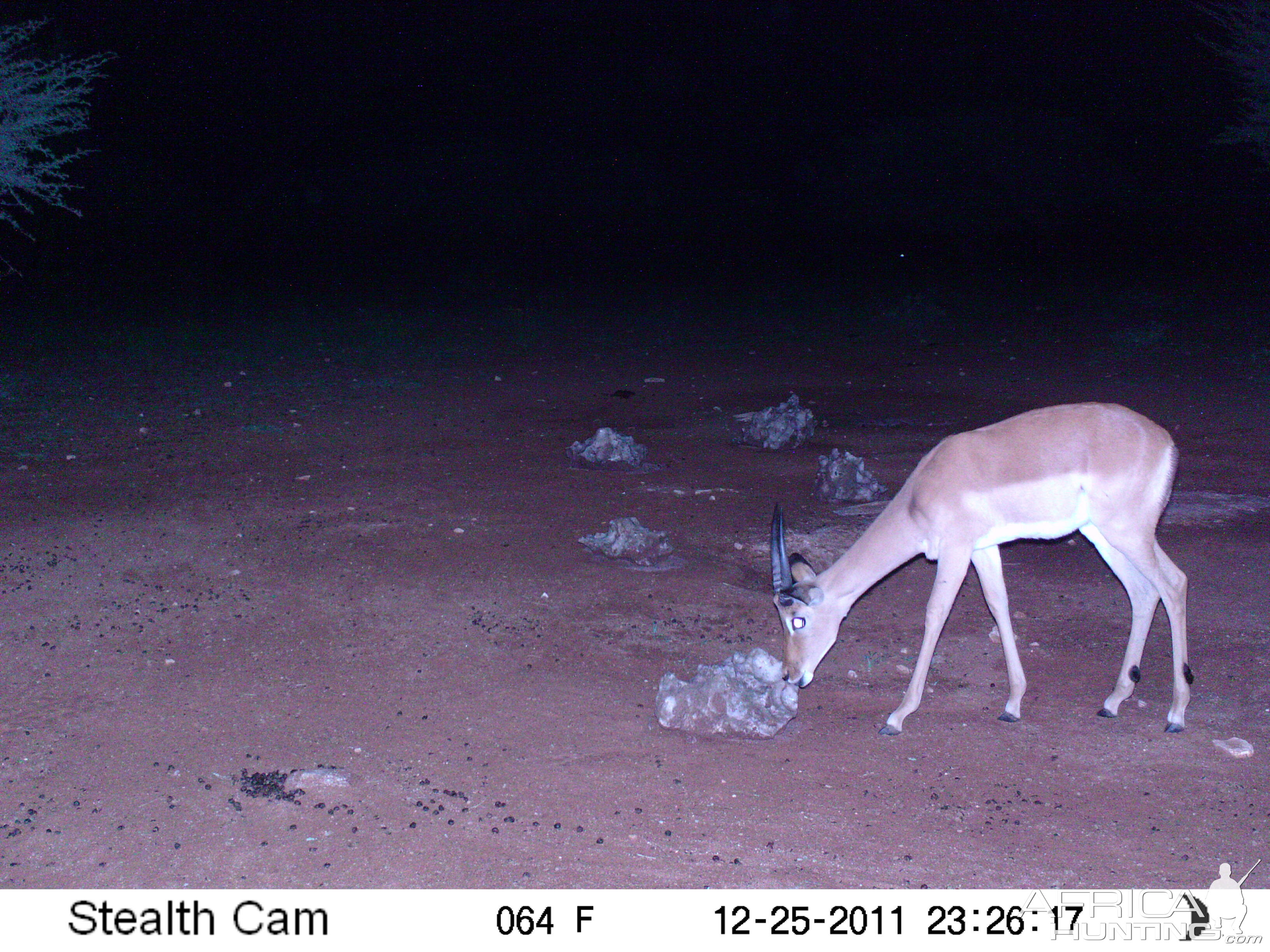 Trail Camera Namibia