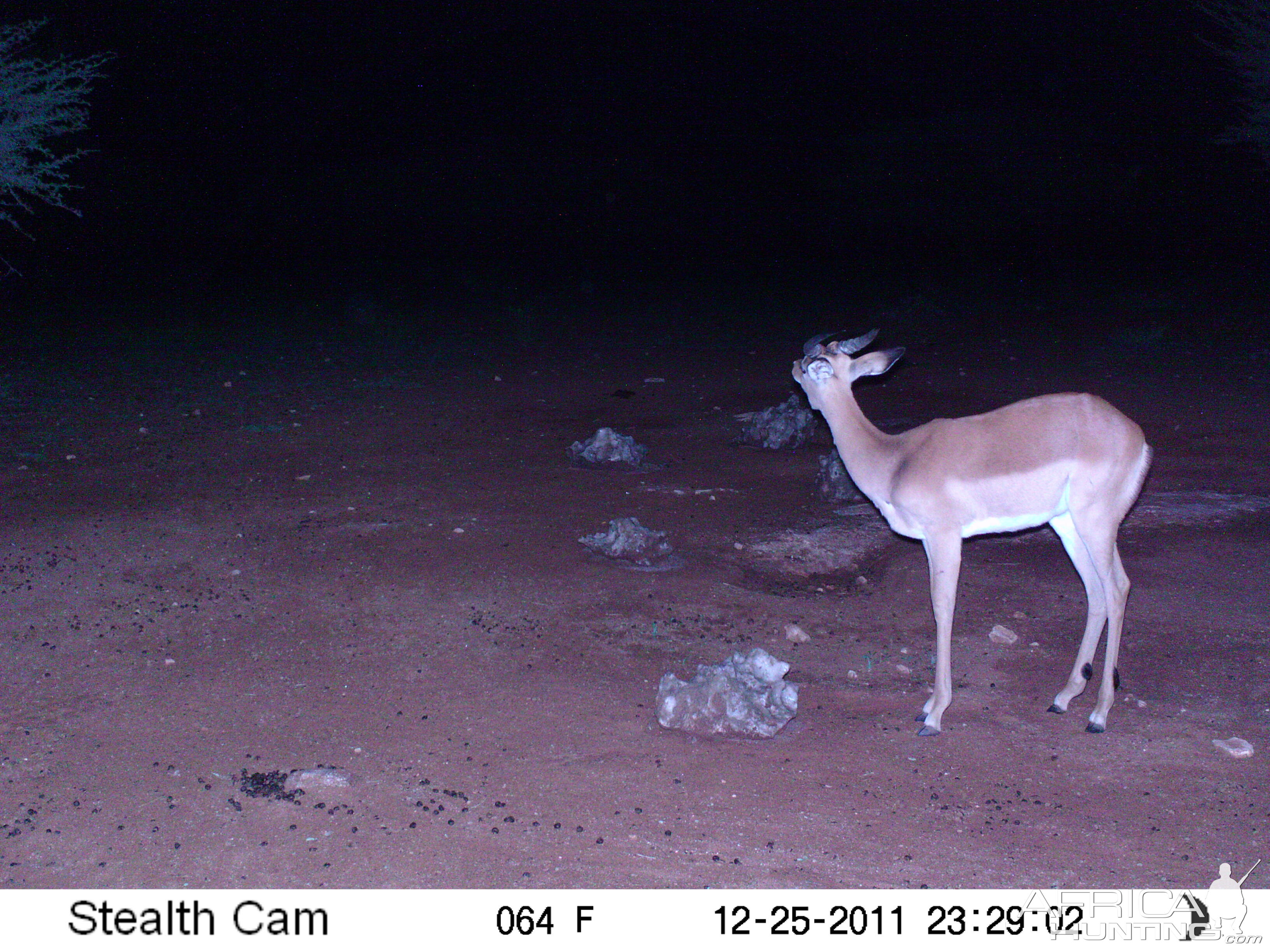 Trail Camera Namibia