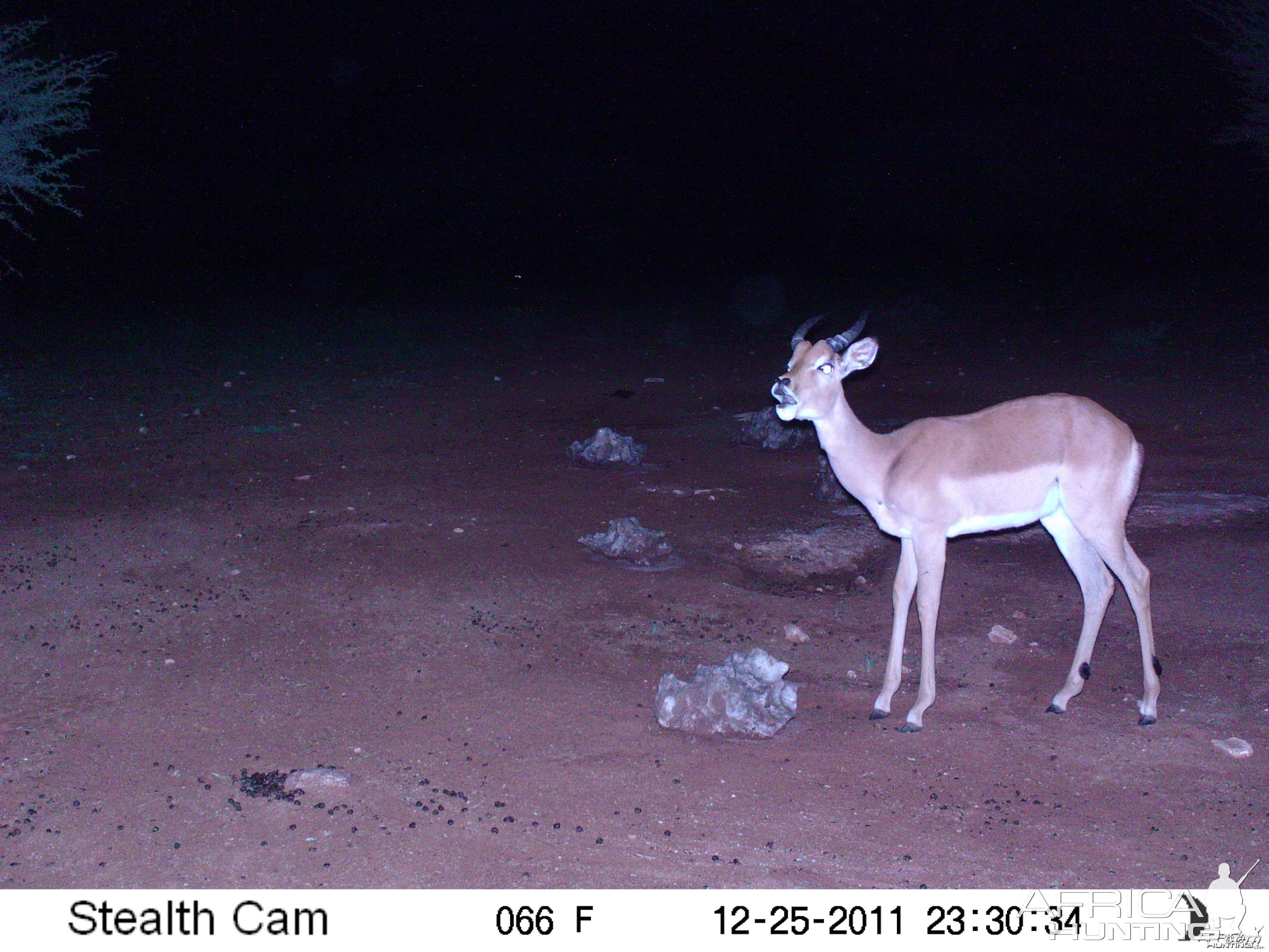 Trail Camera Namibia