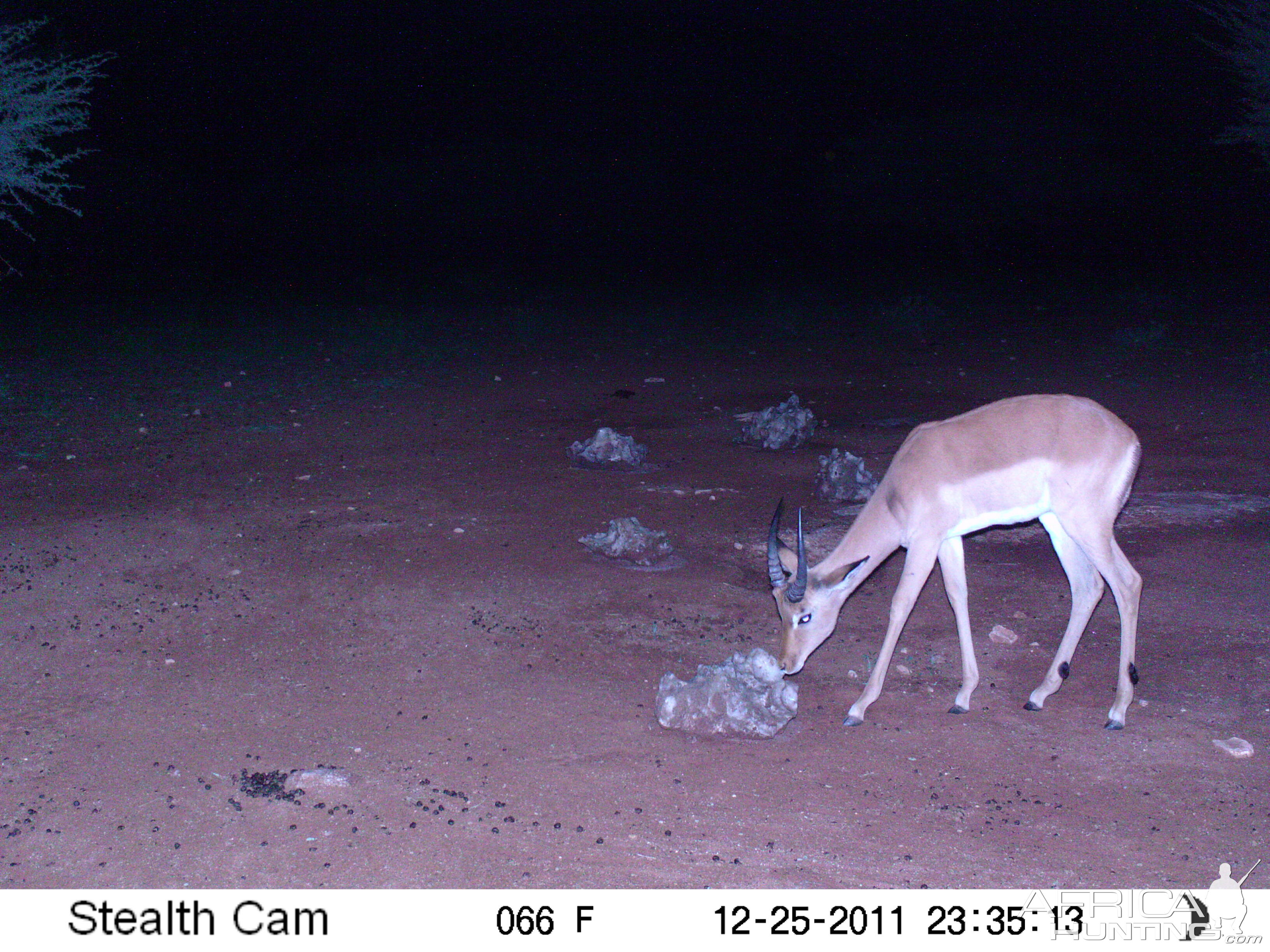 Trail Camera Namibia