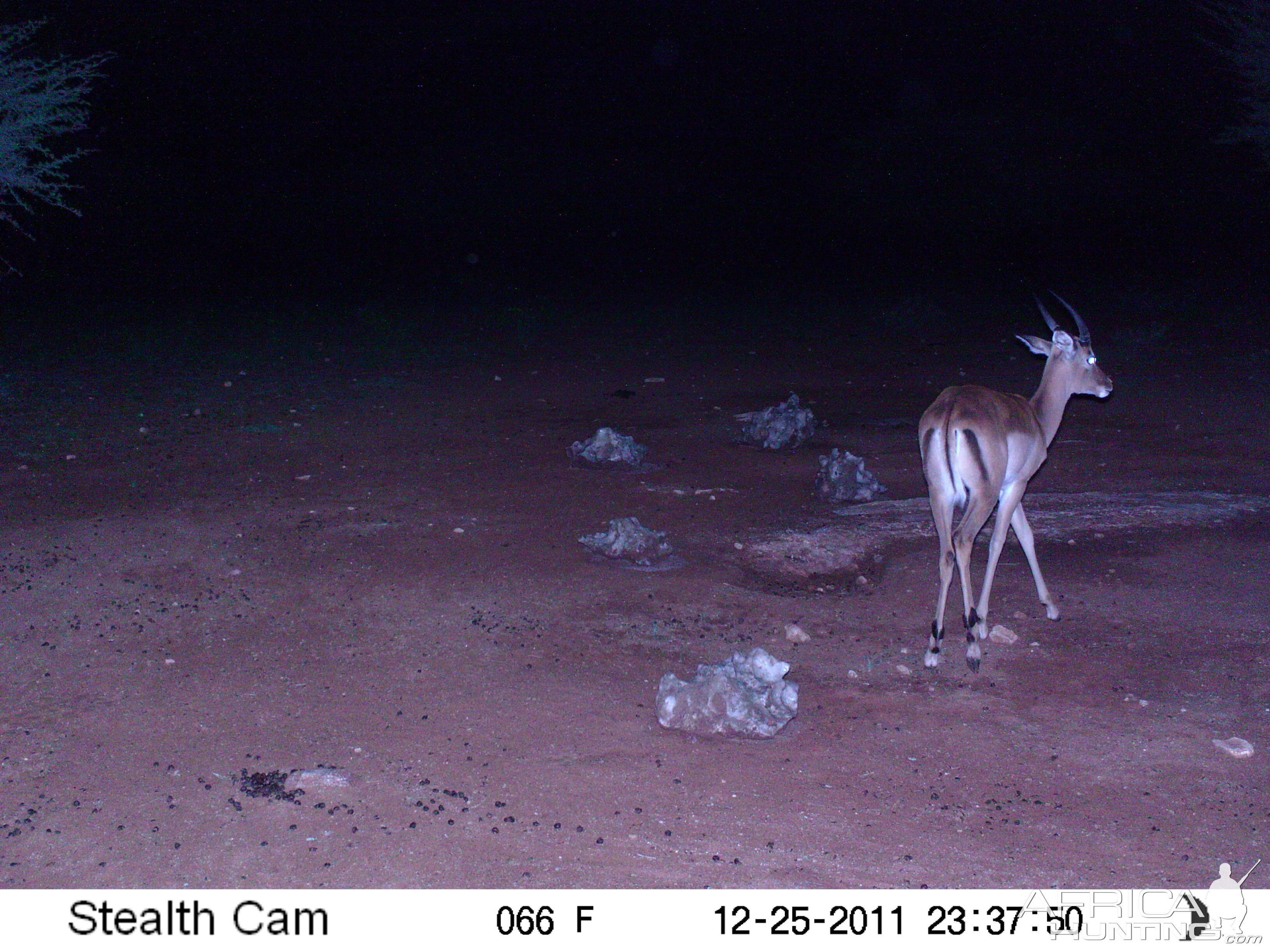 Trail Camera Namibia