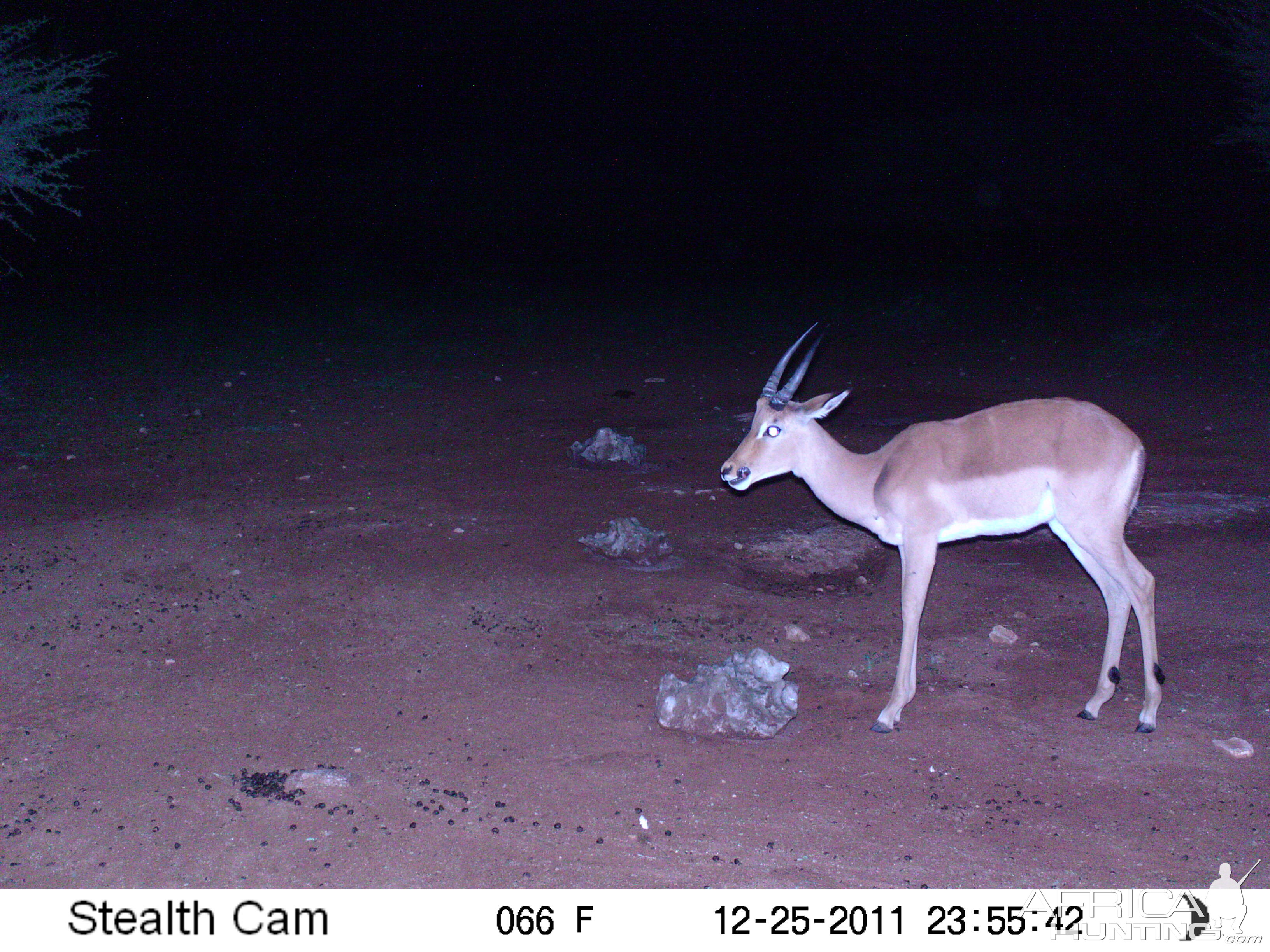 Trail Camera Namibia