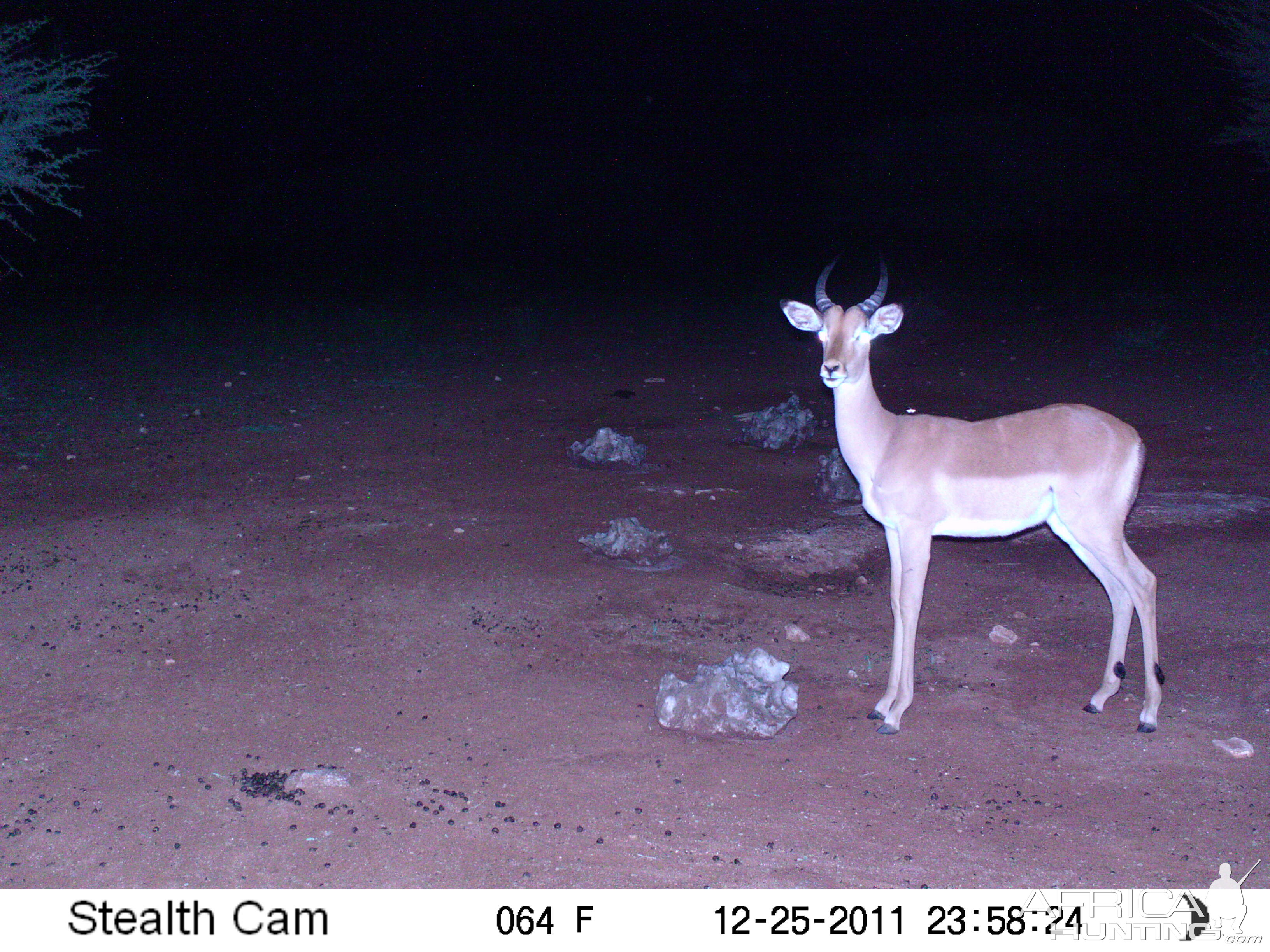 Trail Camera Namibia