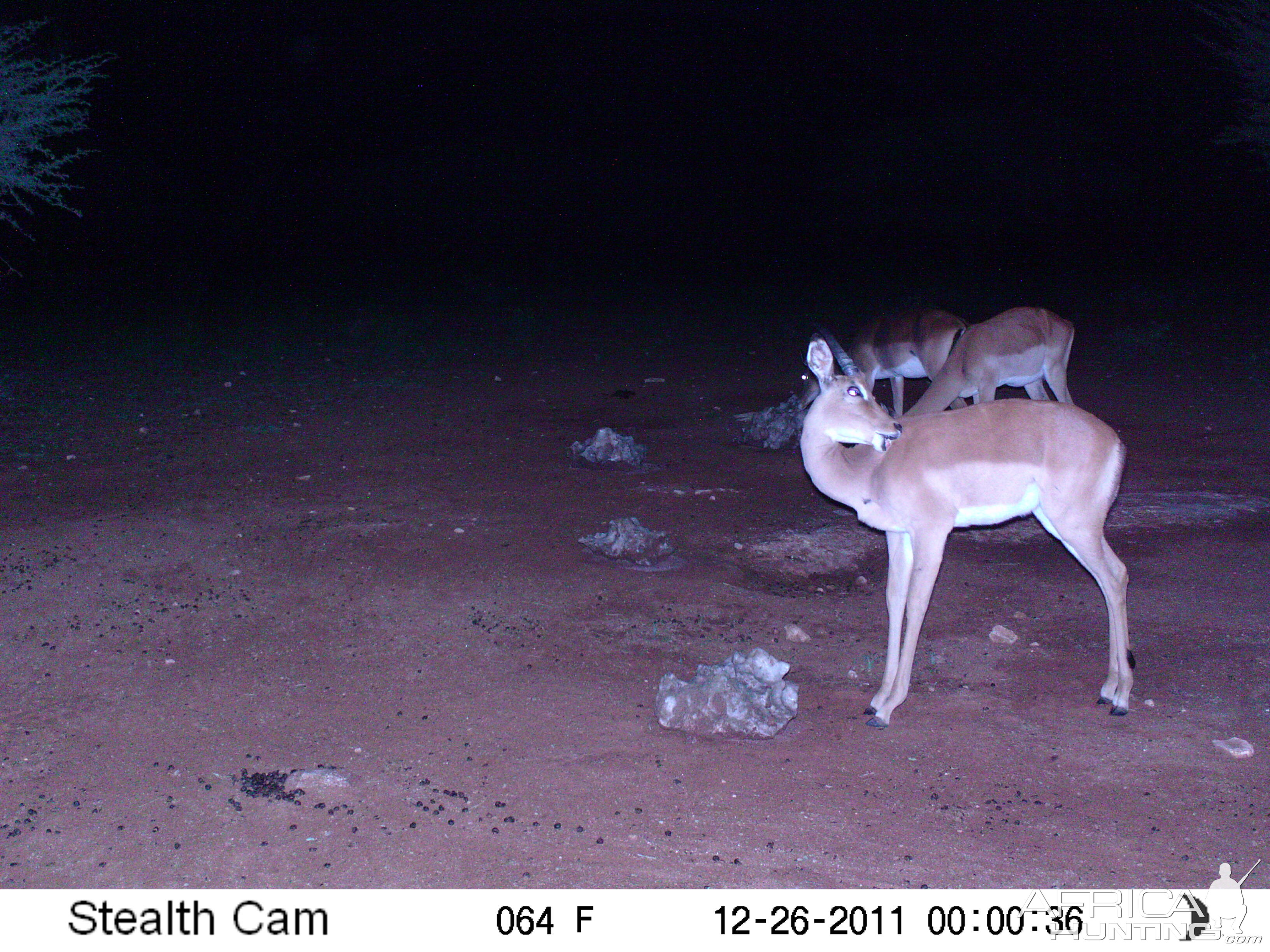 Trail Camera Namibia