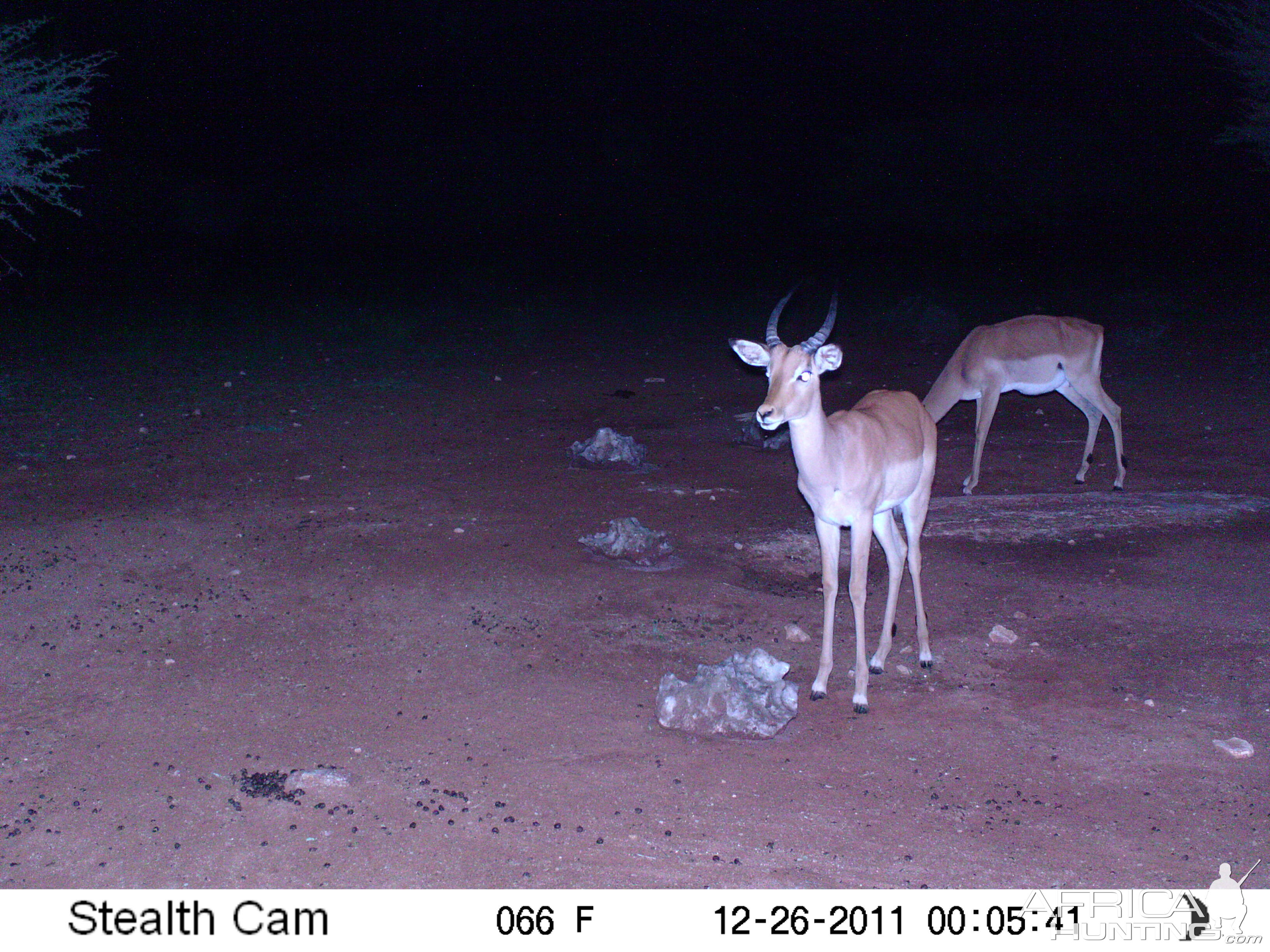 Trail Camera Namibia