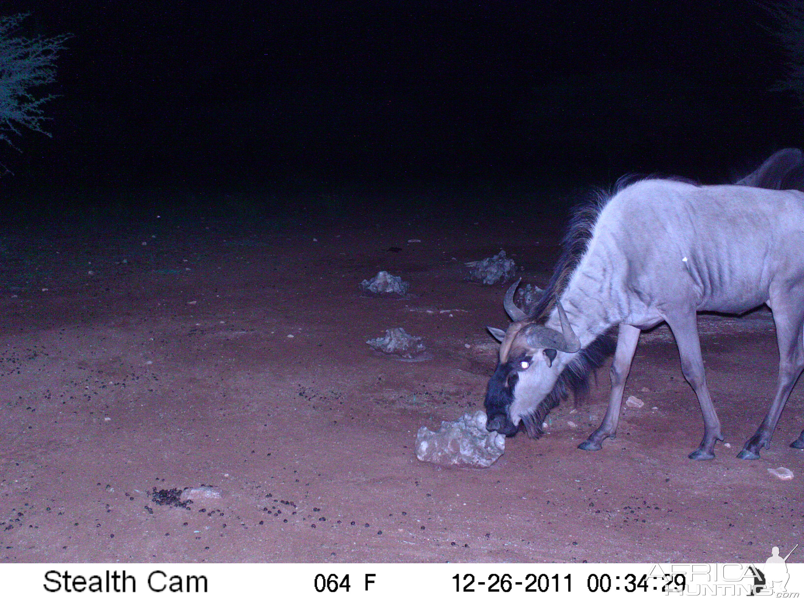 Trail Camera Namibia