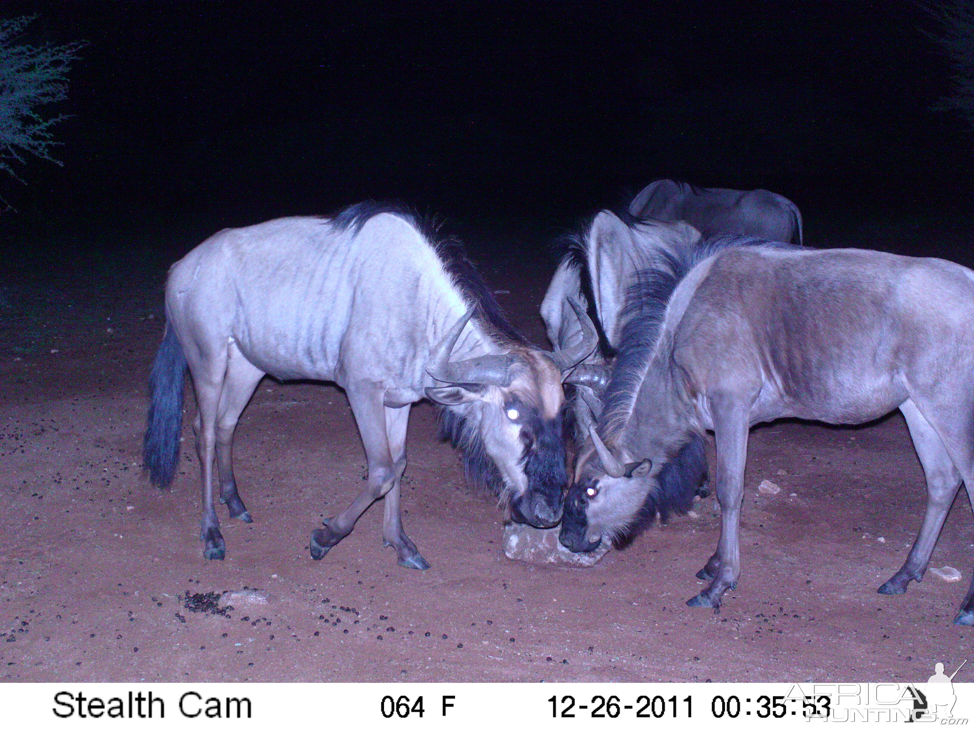 Trail Camera Namibia