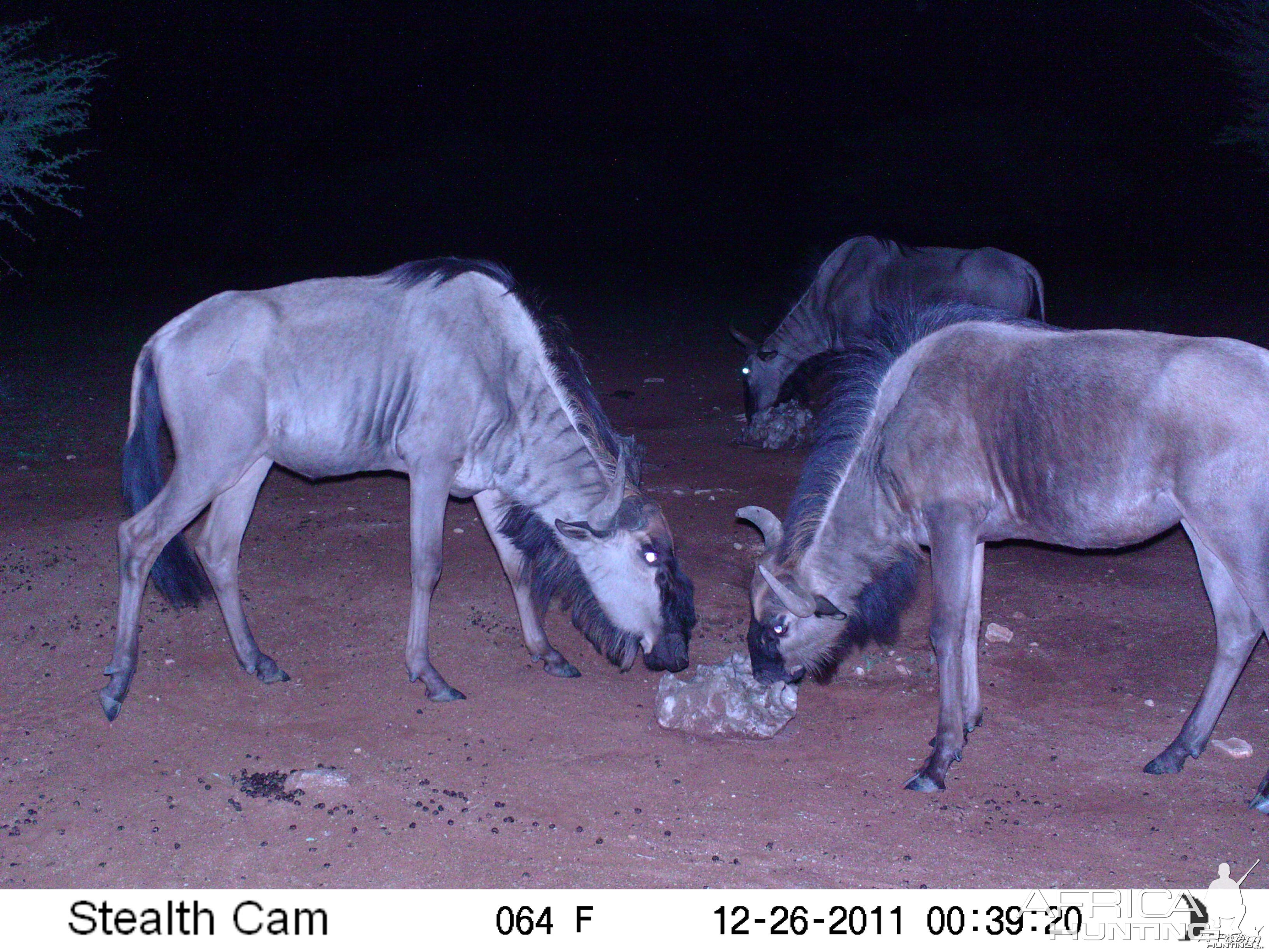 Trail Camera Namibia