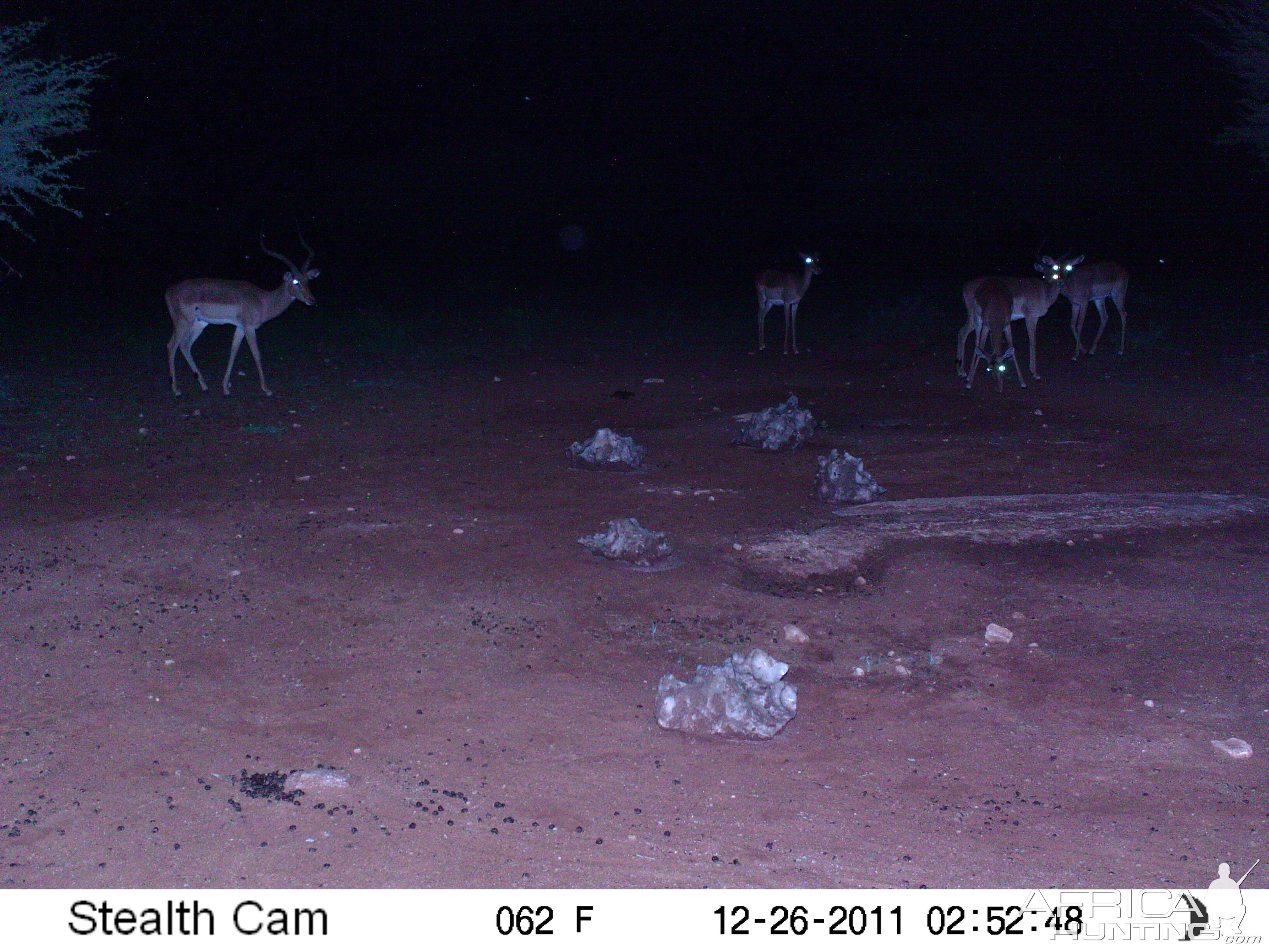 Trail Camera Namibia