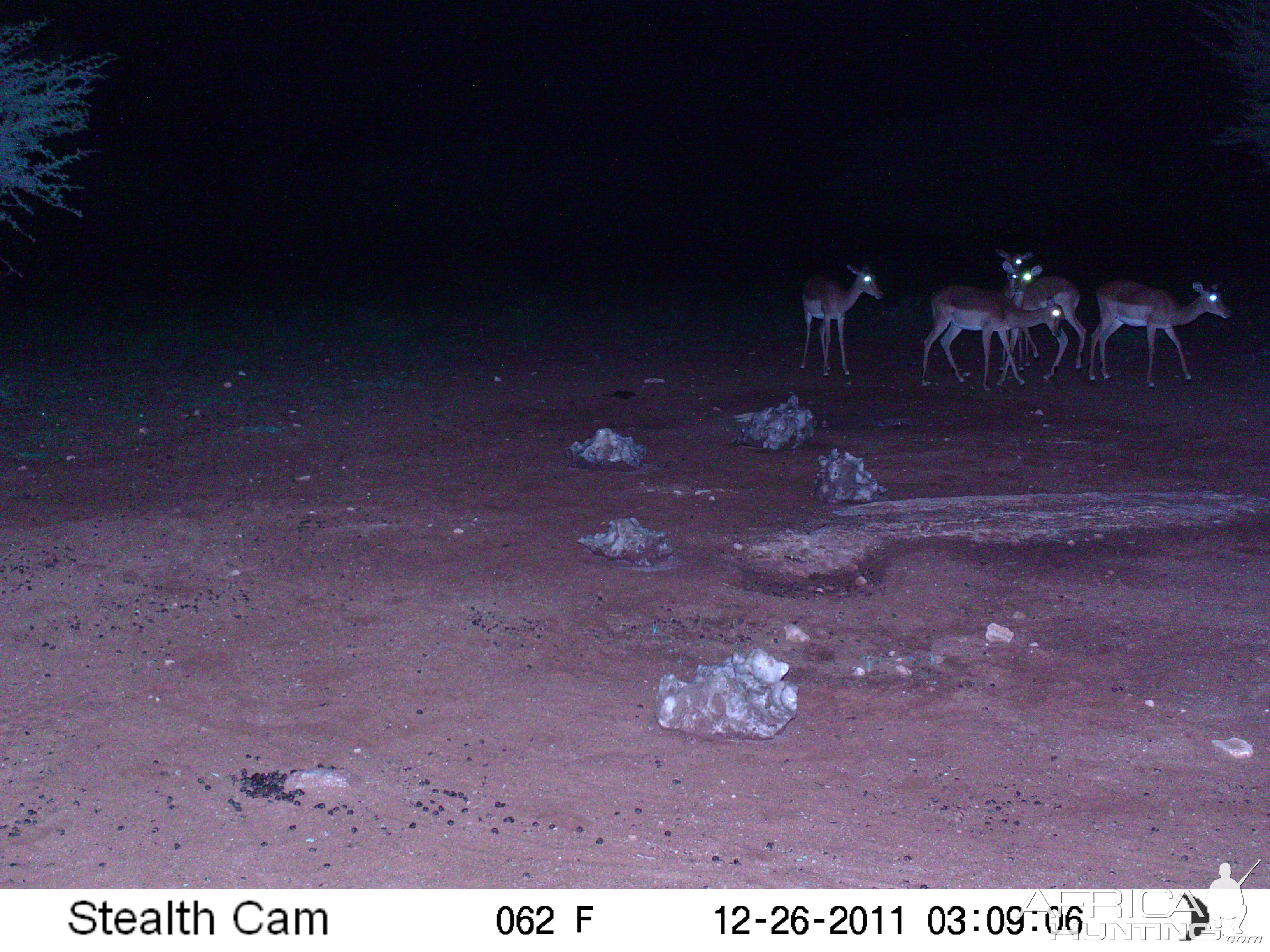 Trail Camera Namibia