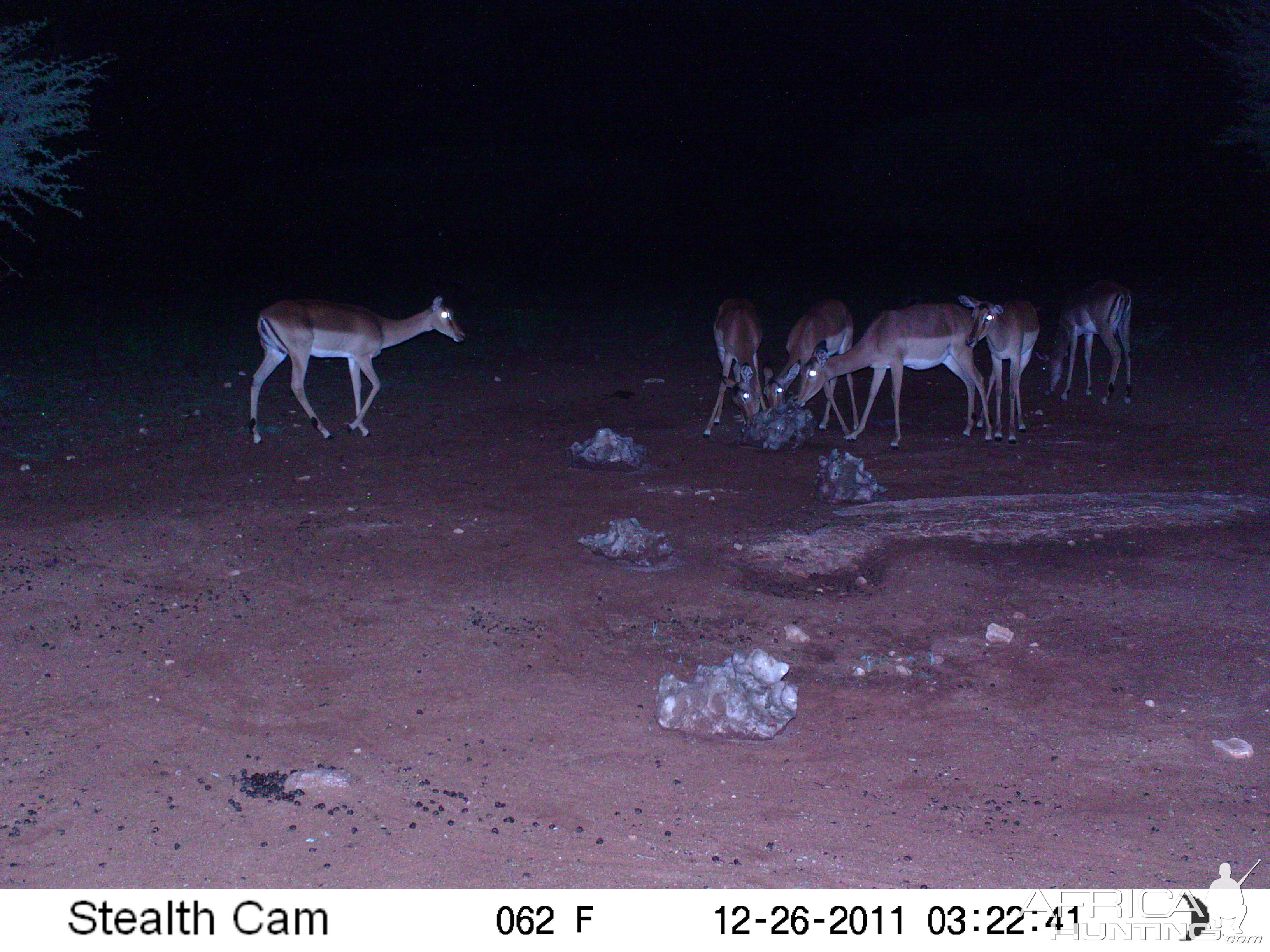 Trail Camera Namibia