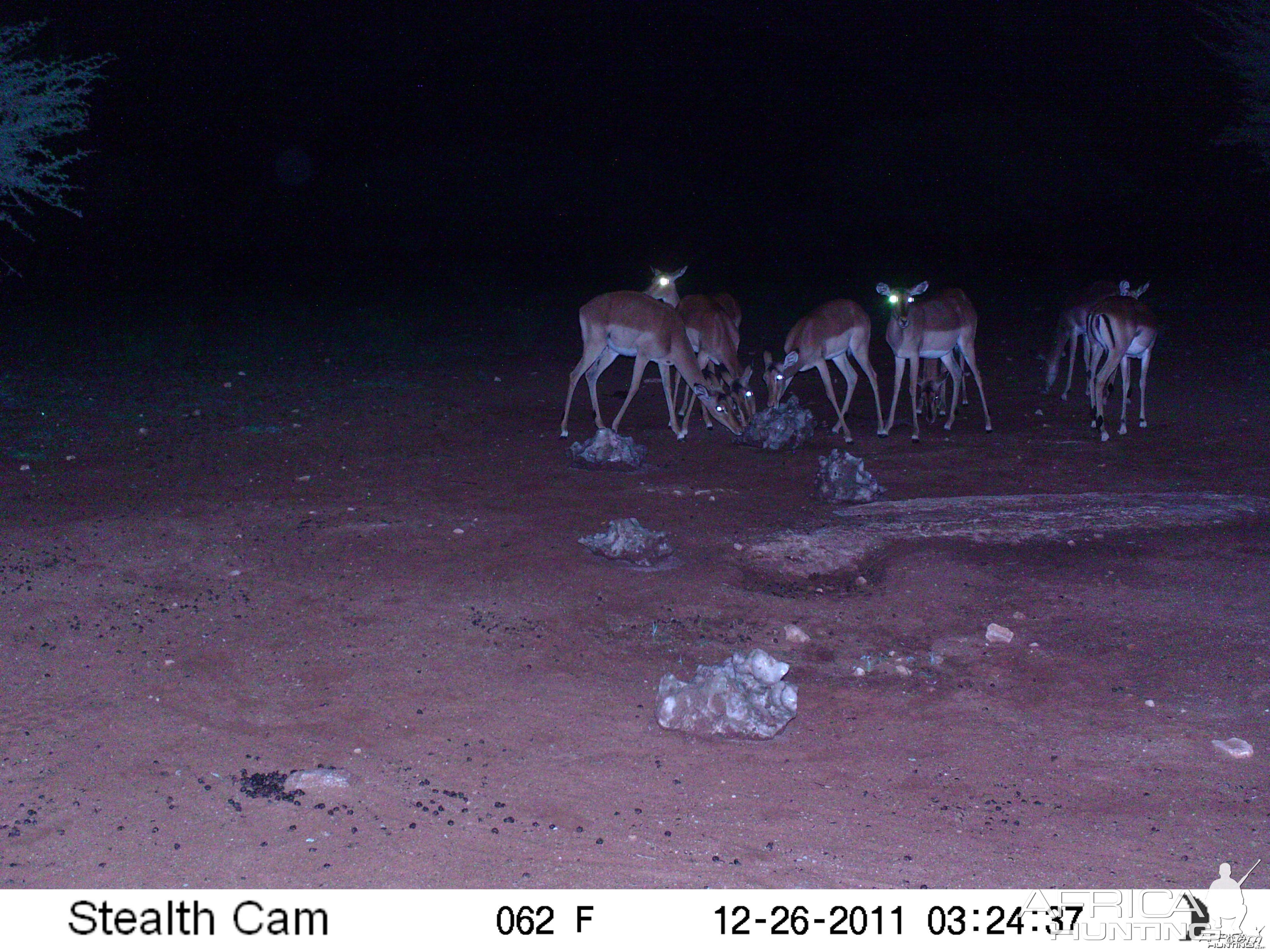 Trail Camera Namibia