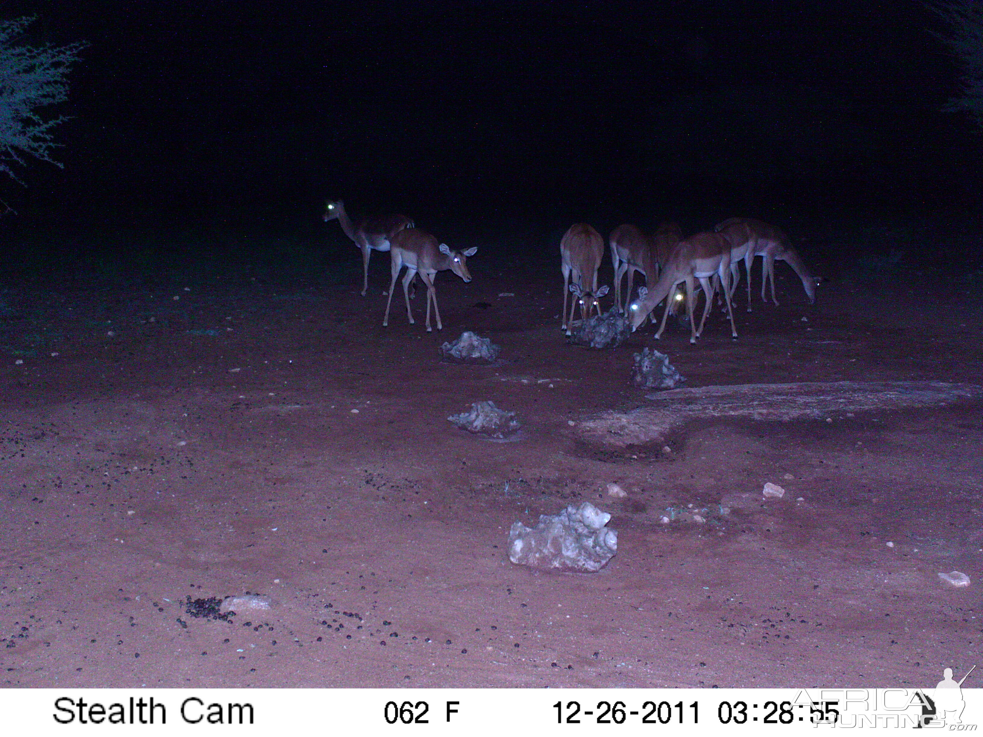 Trail Camera Namibia