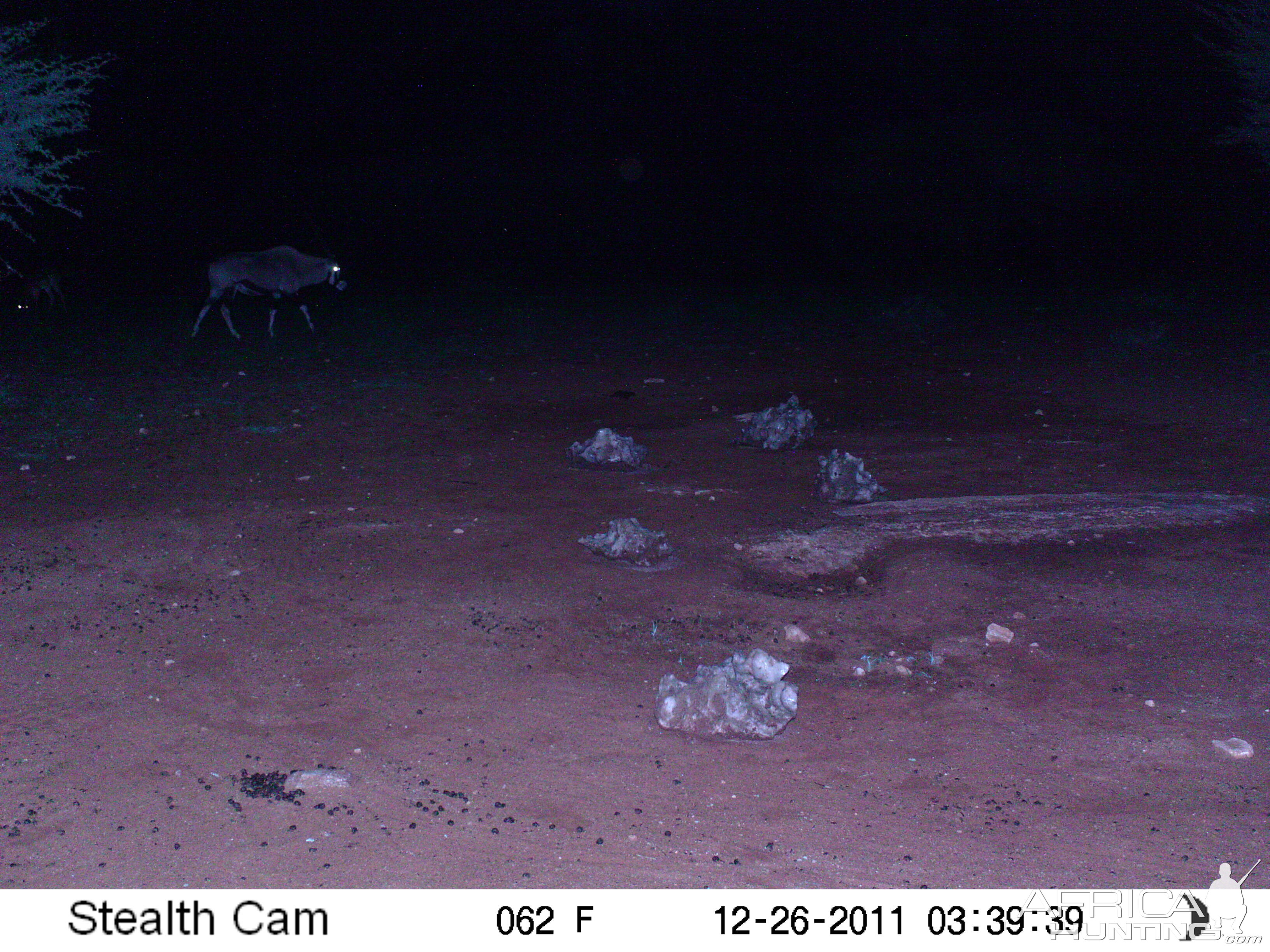 Trail Camera Namibia