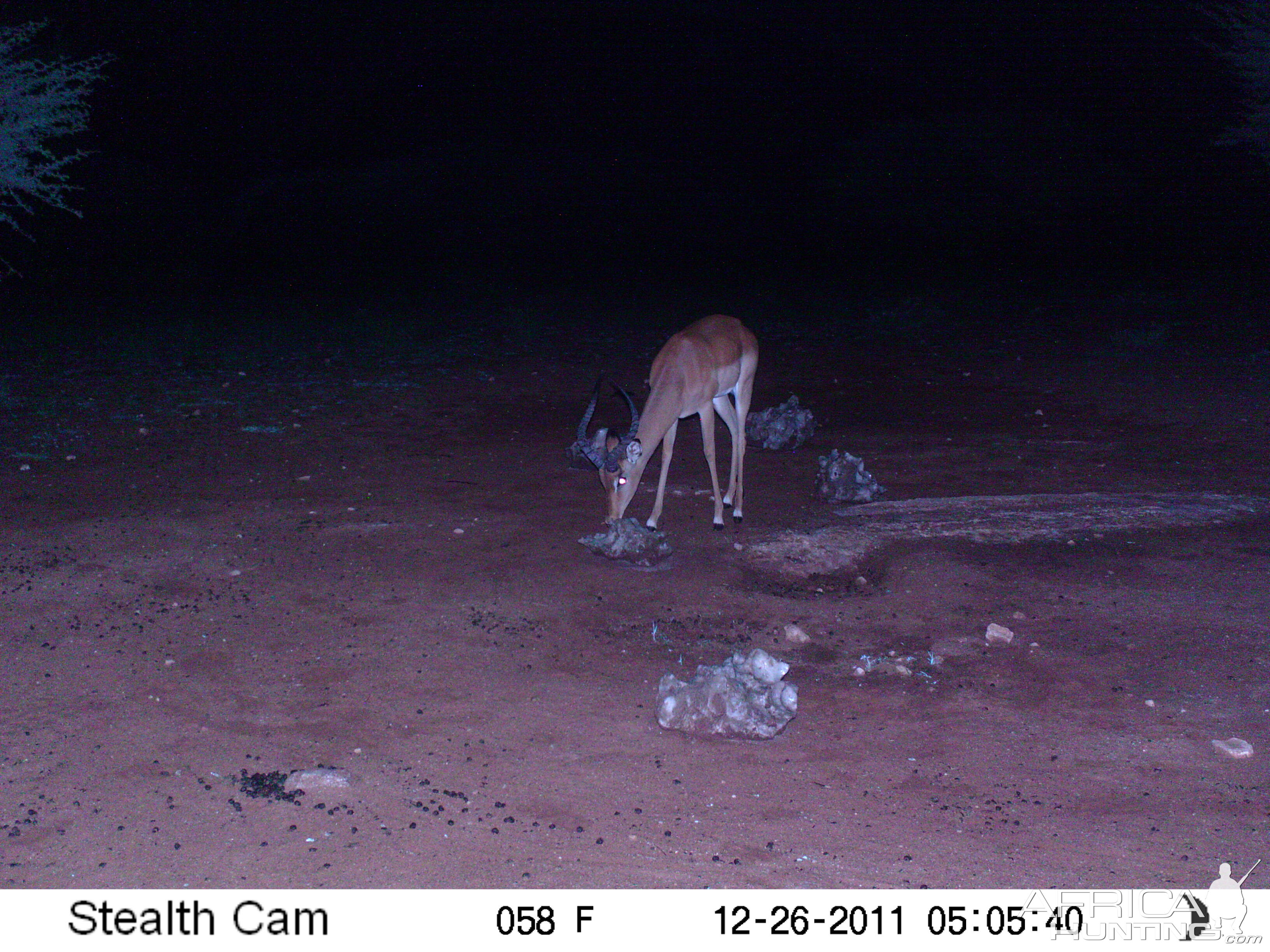 Trail Camera Namibia