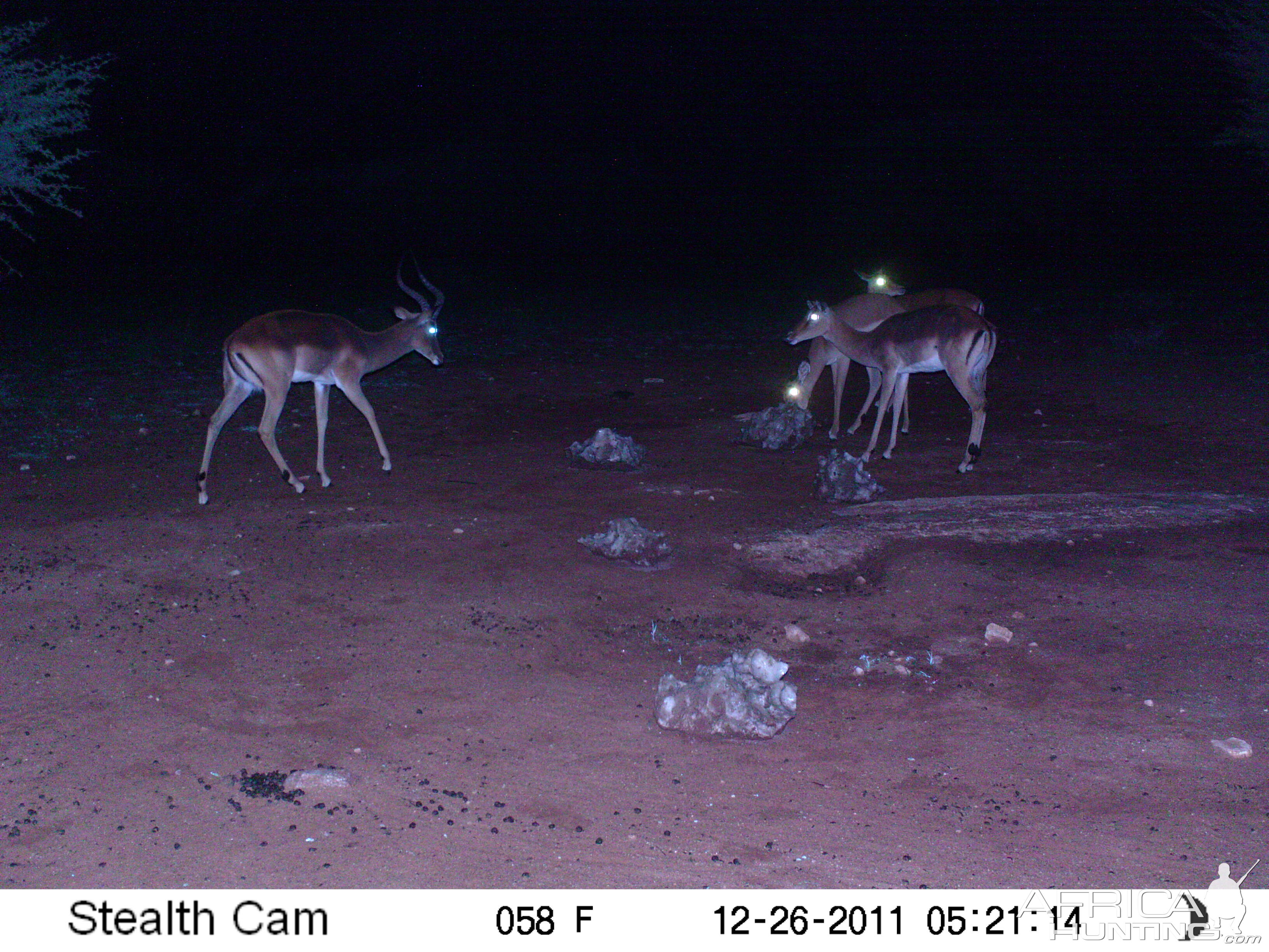 Trail Camera Namibia