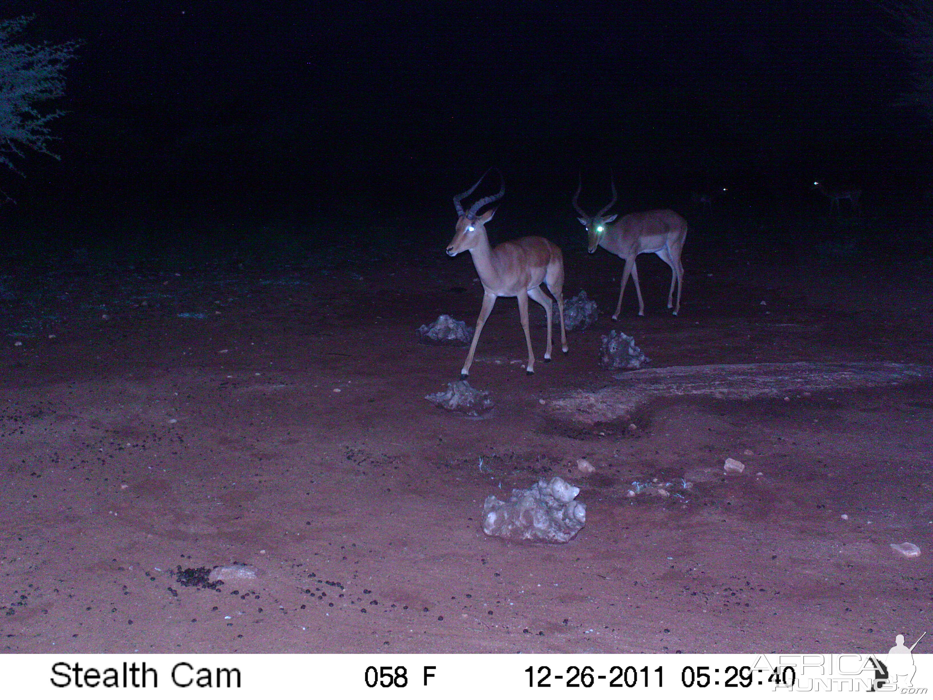 Trail Camera Namibia