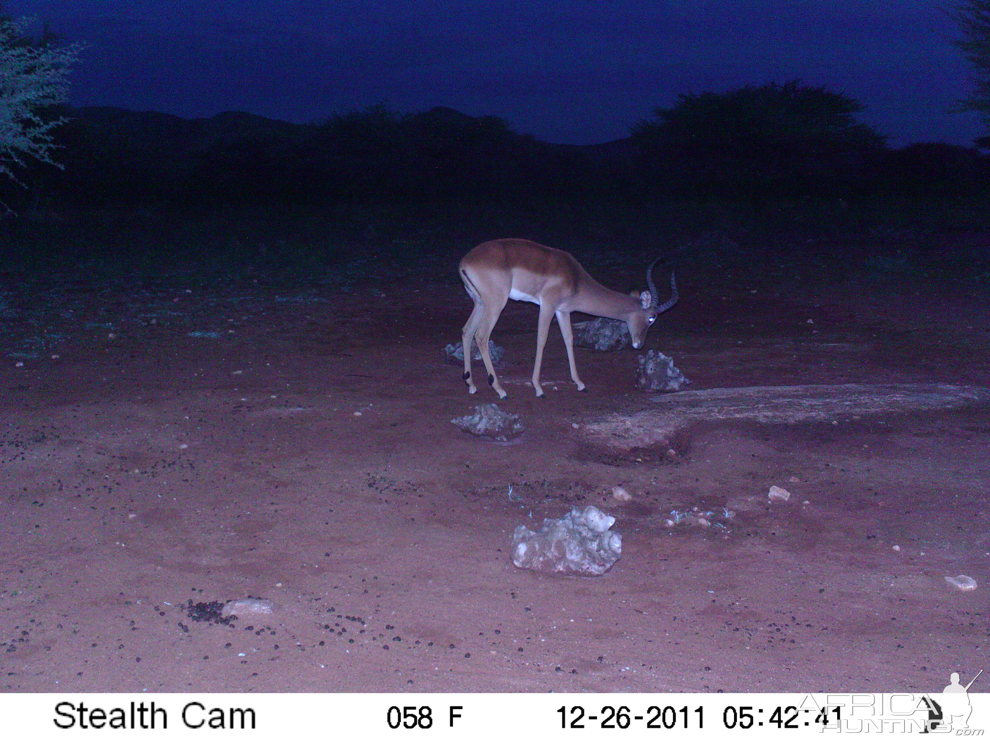 Trail Camera Namibia