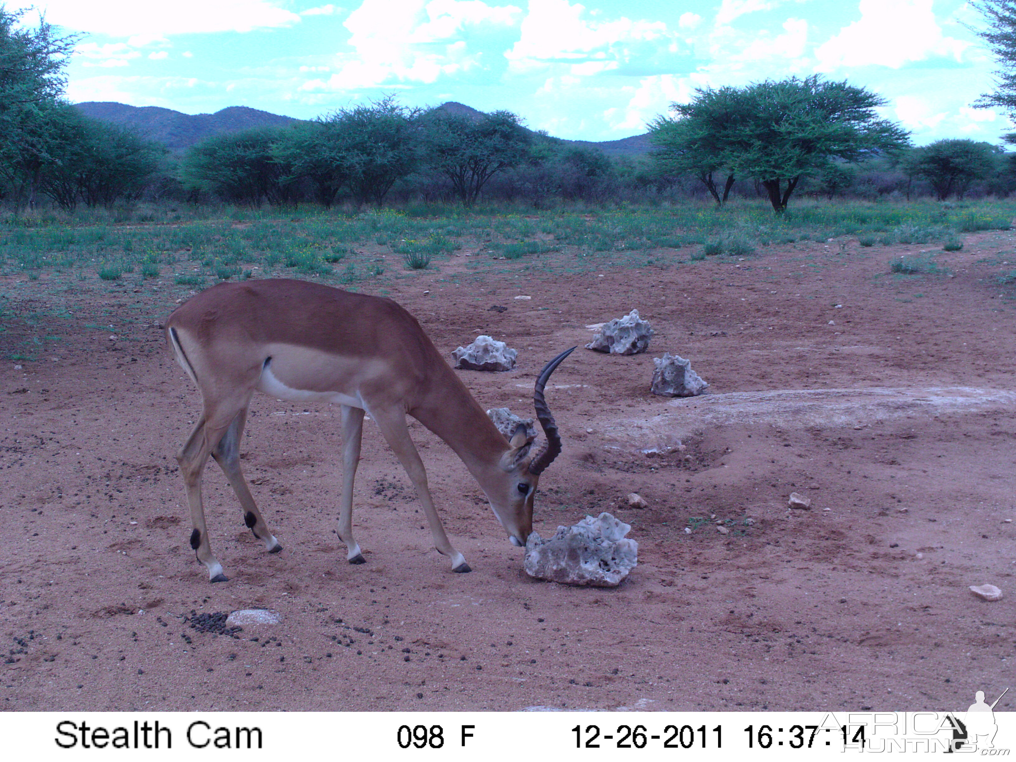 Trail Camera Namibia