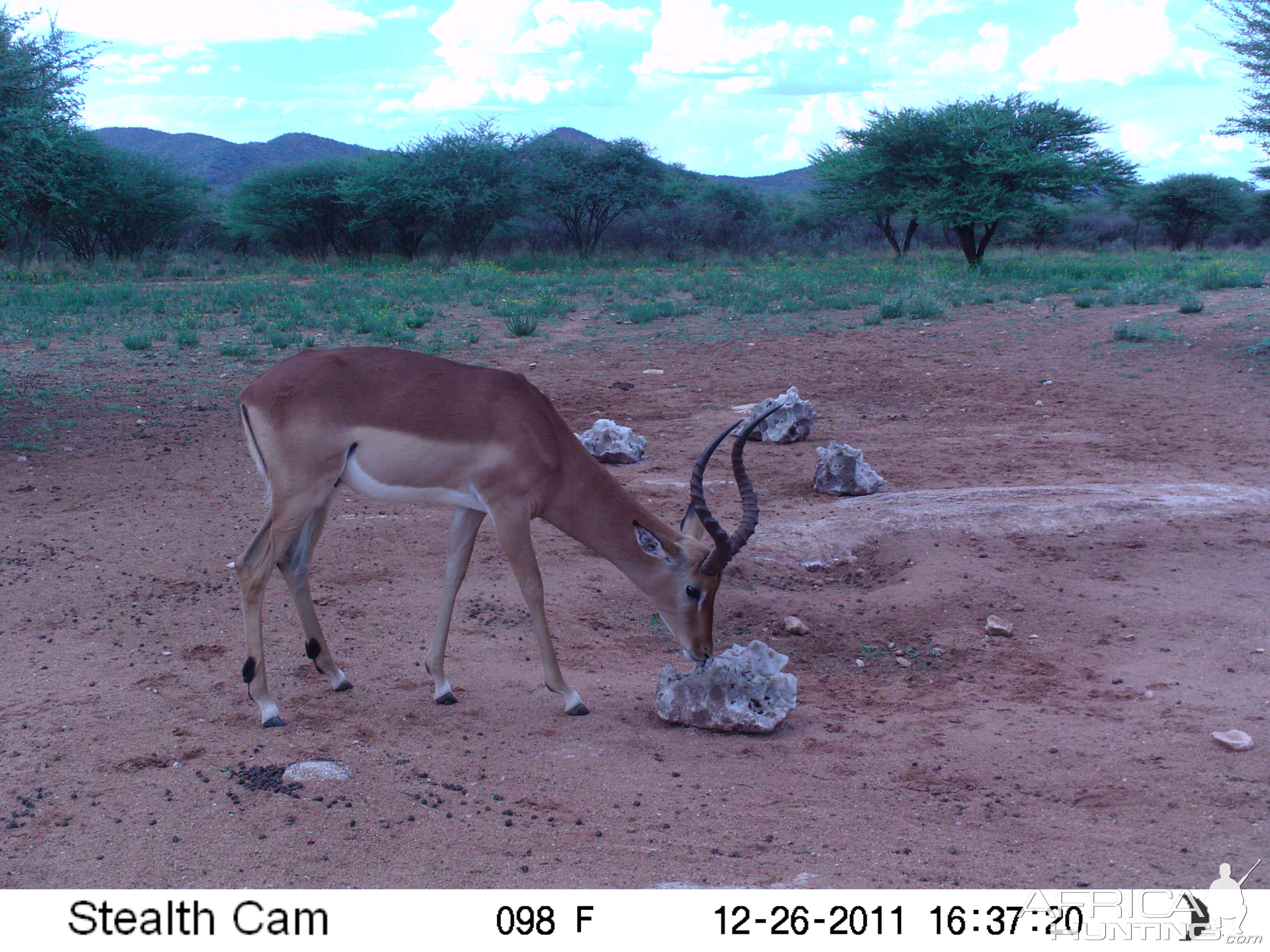 Trail Camera Namibia