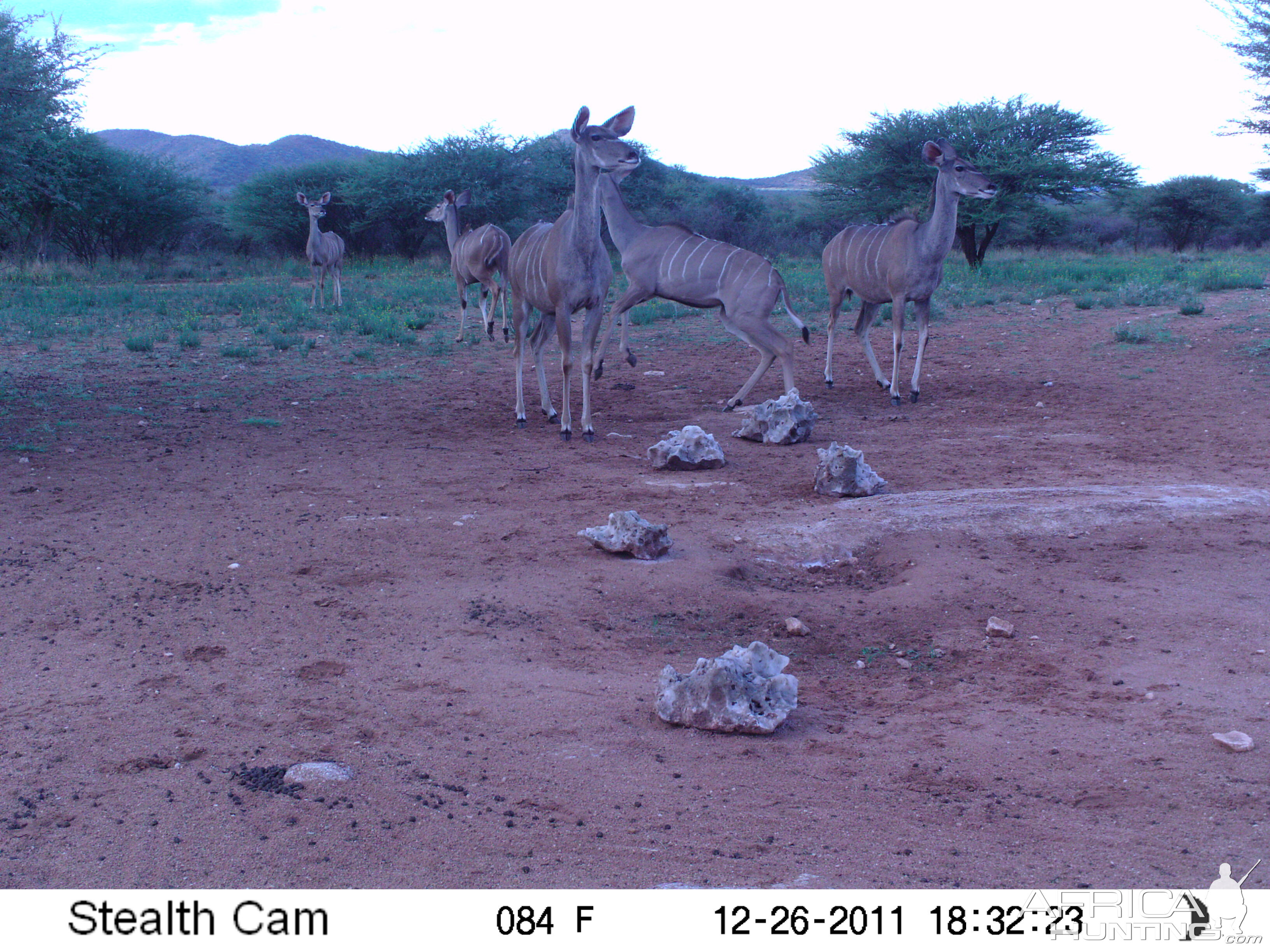 Trail Camera Namibia