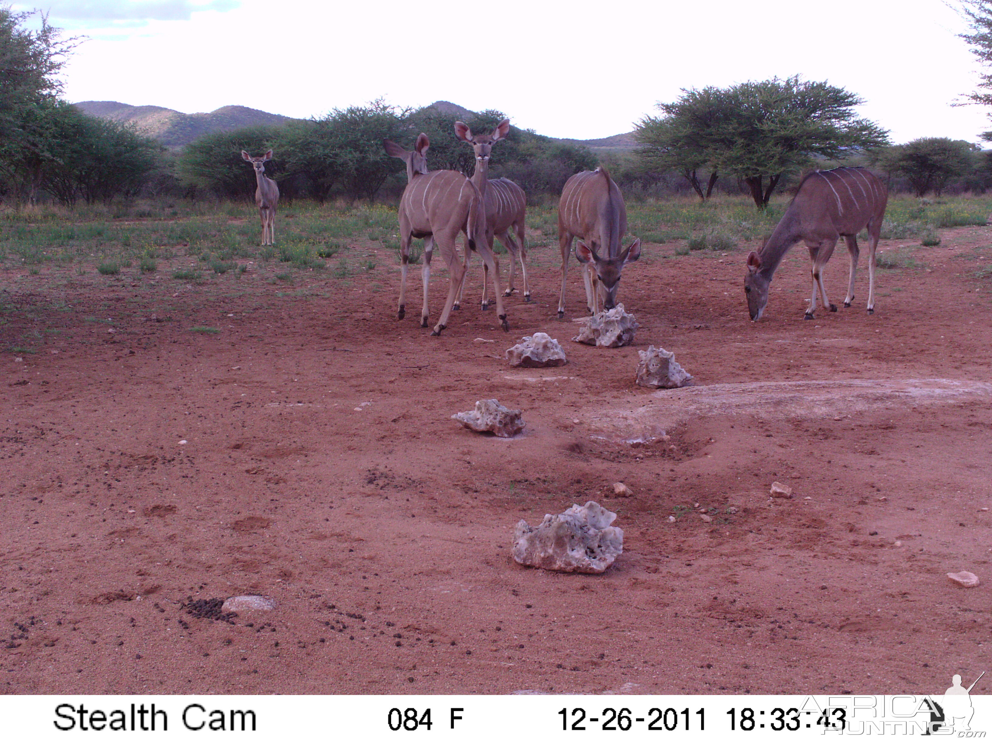 Trail Camera Namibia