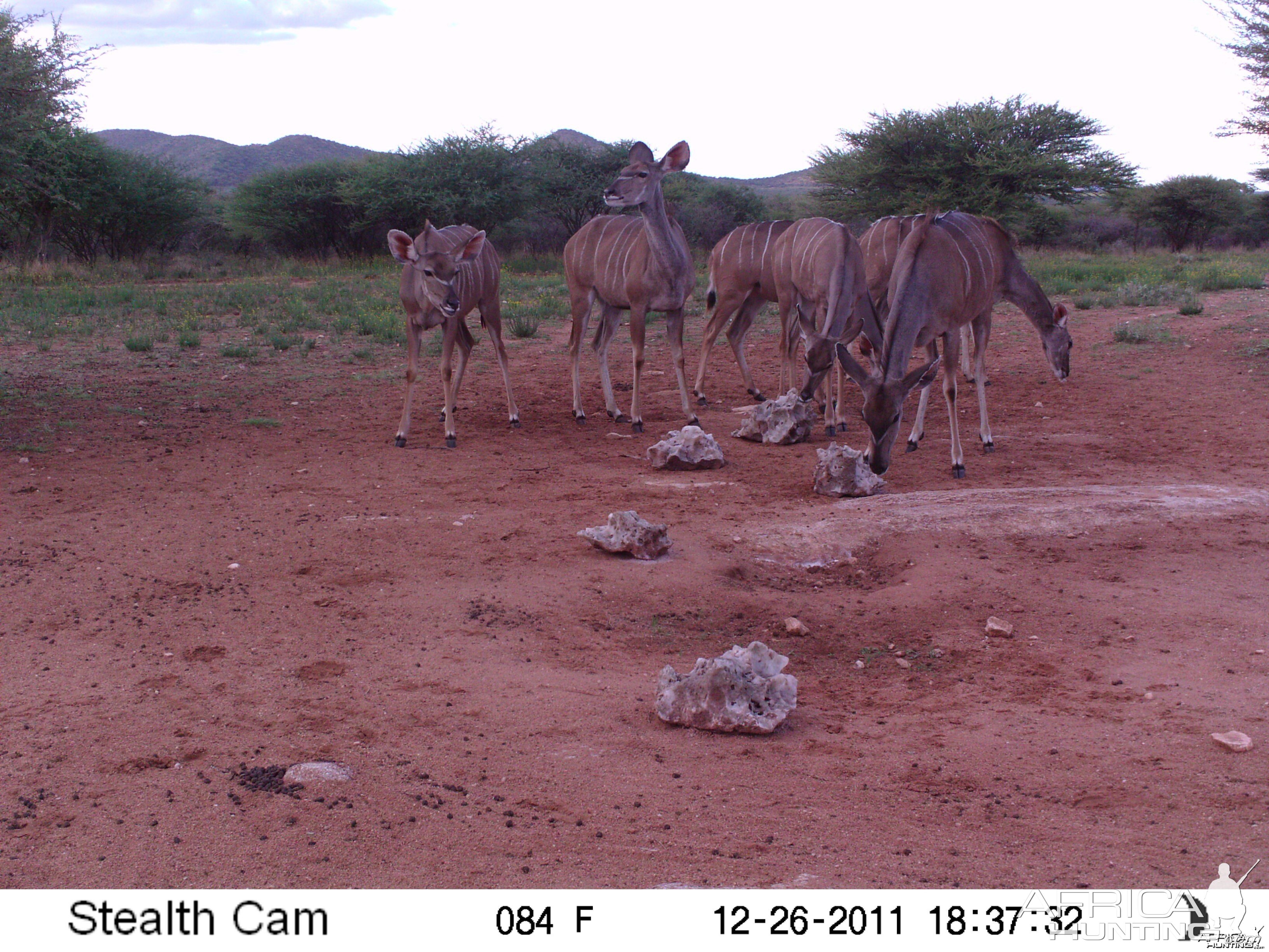 Trail Camera Namibia