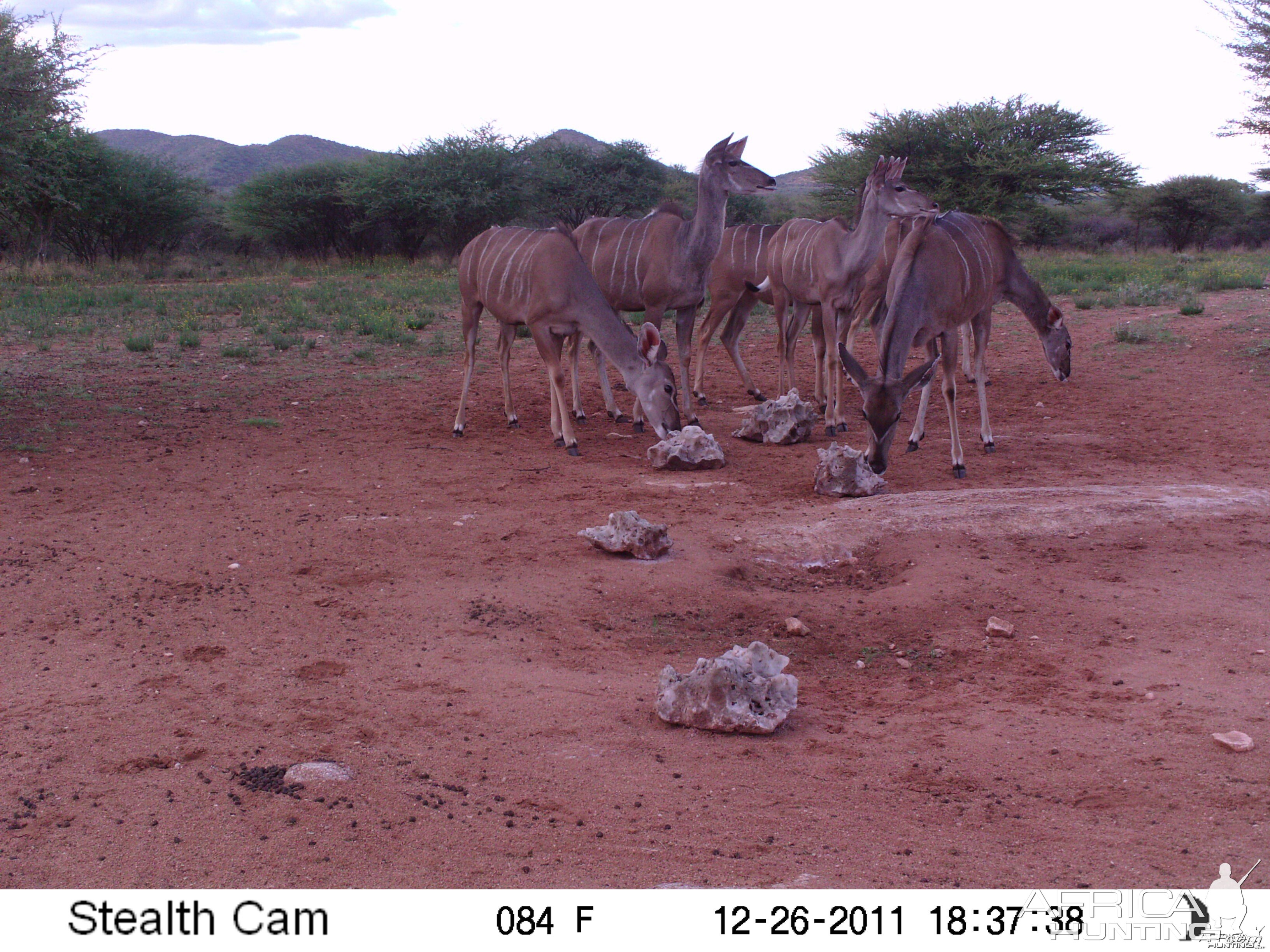 Trail Camera Namibia