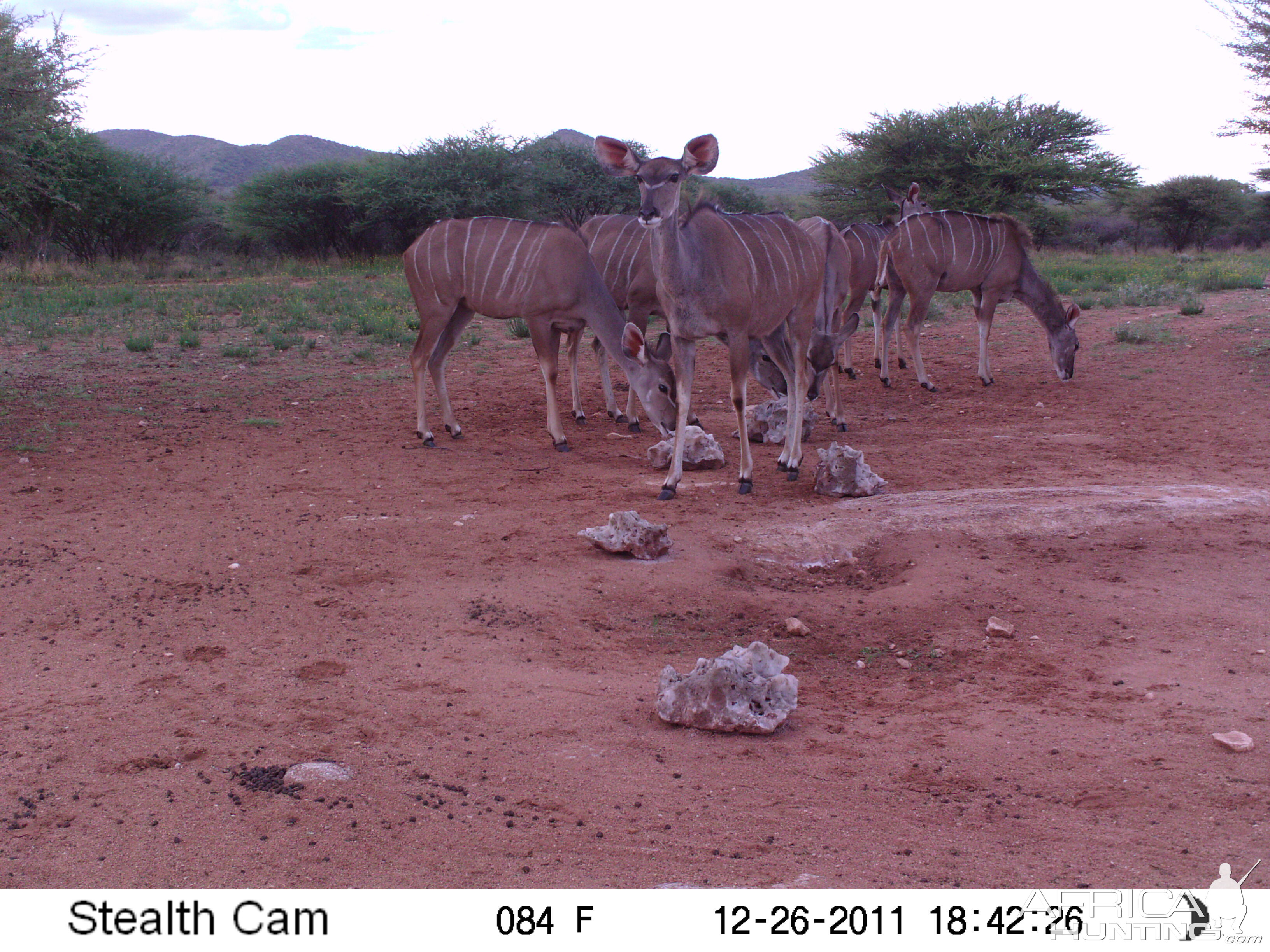 Trail Camera Namibia