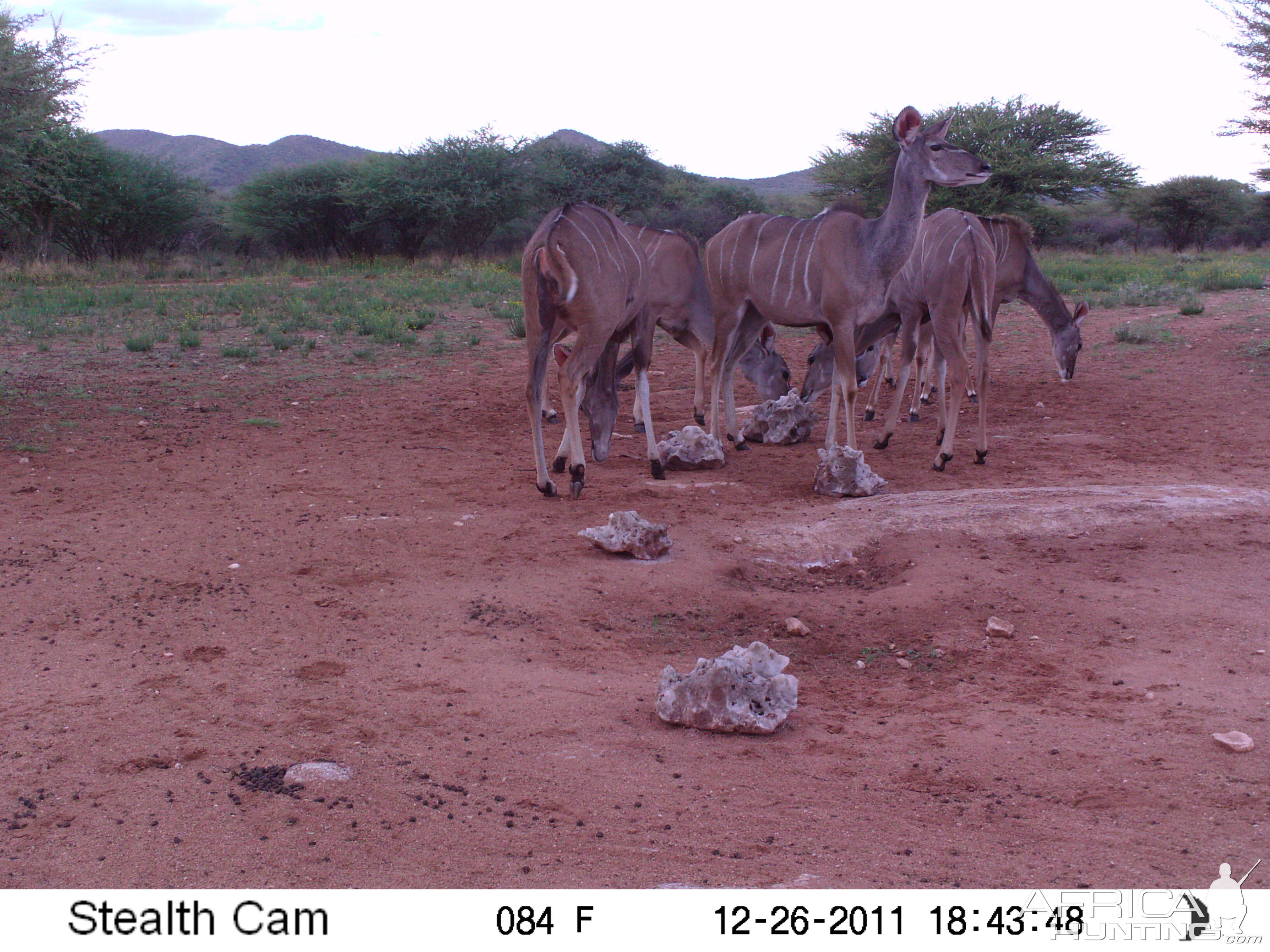 Trail Camera Namibia