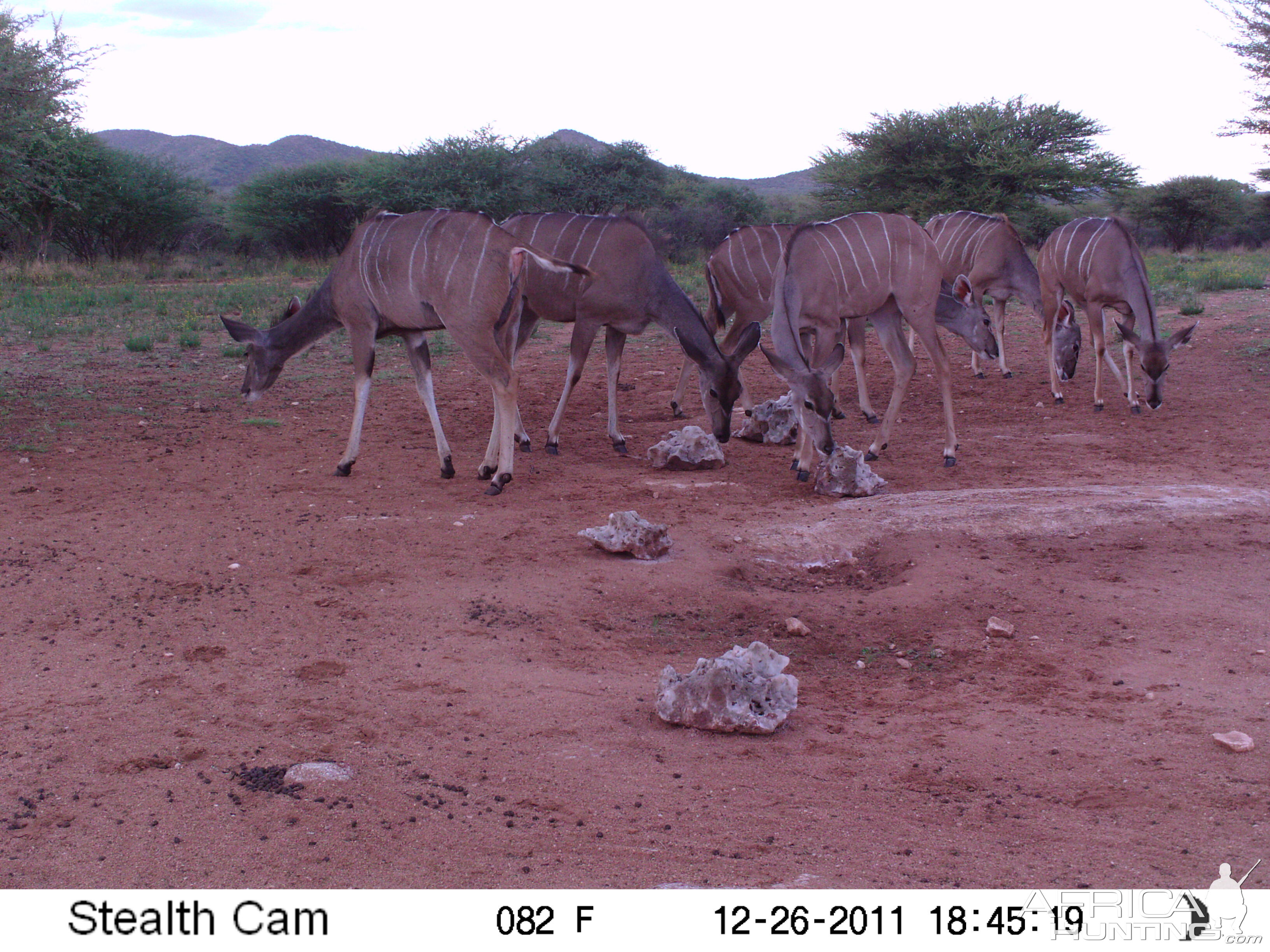 Trail Camera Namibia