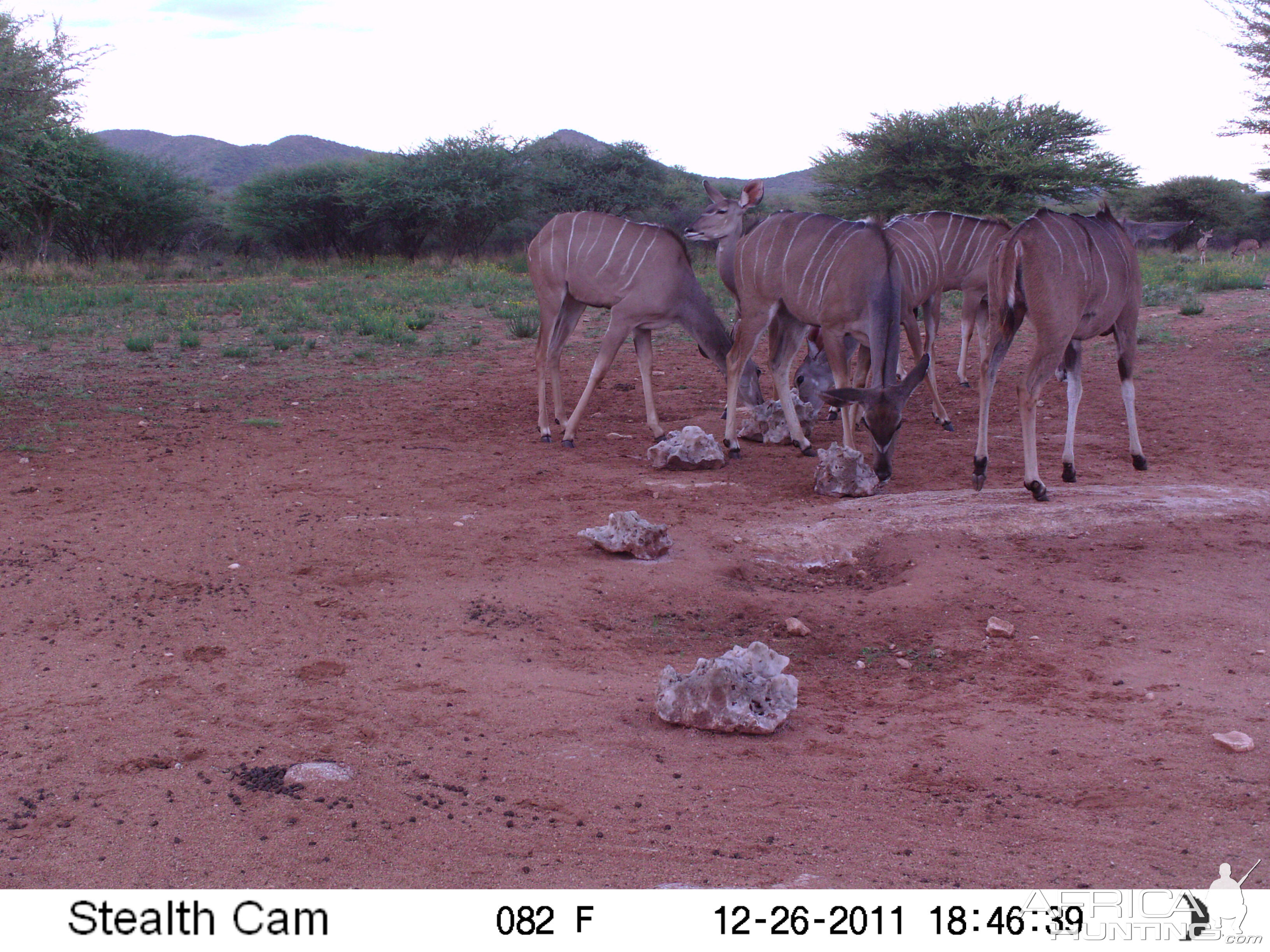 Trail Camera Namibia