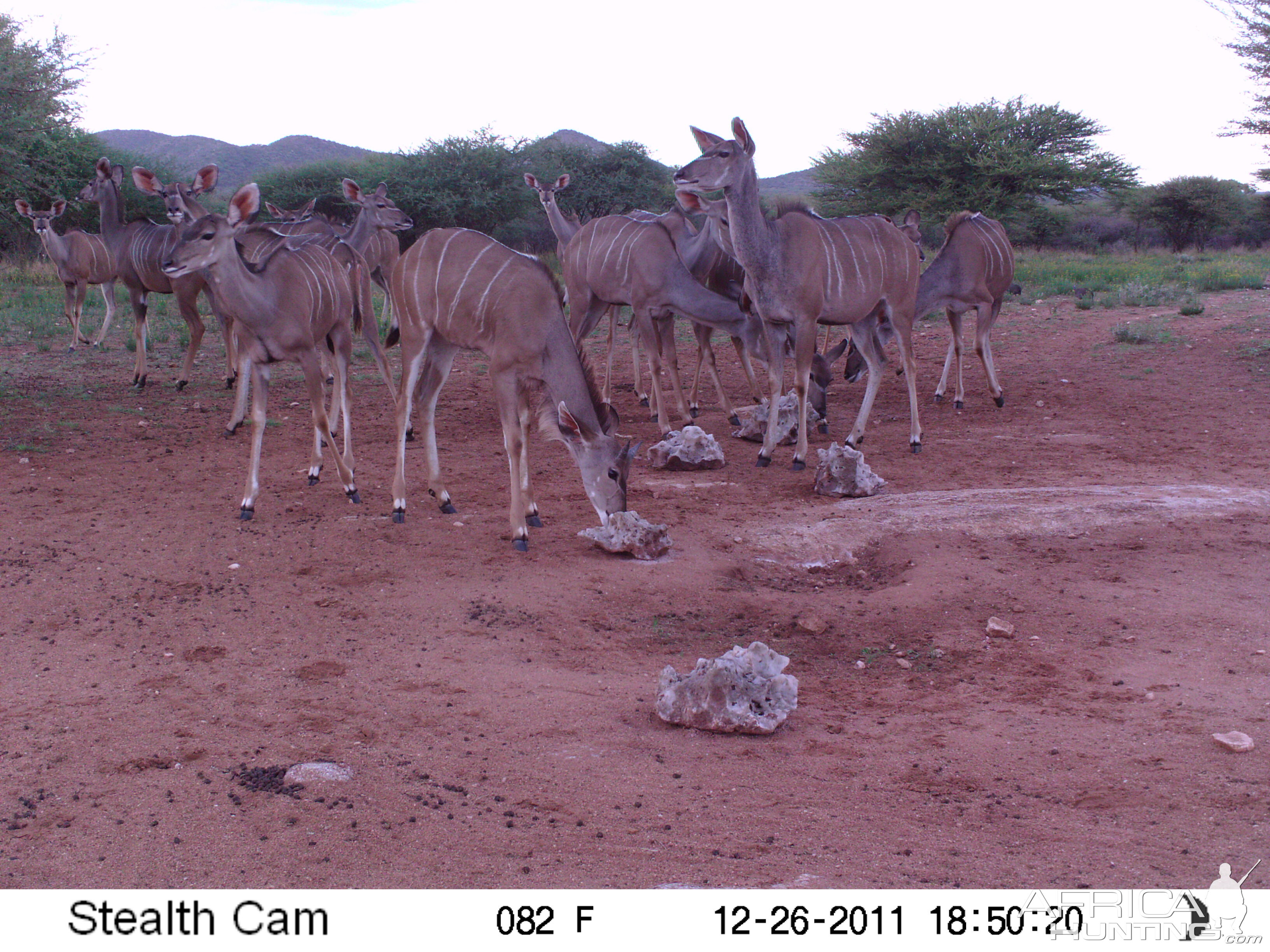 Trail Camera Namibia