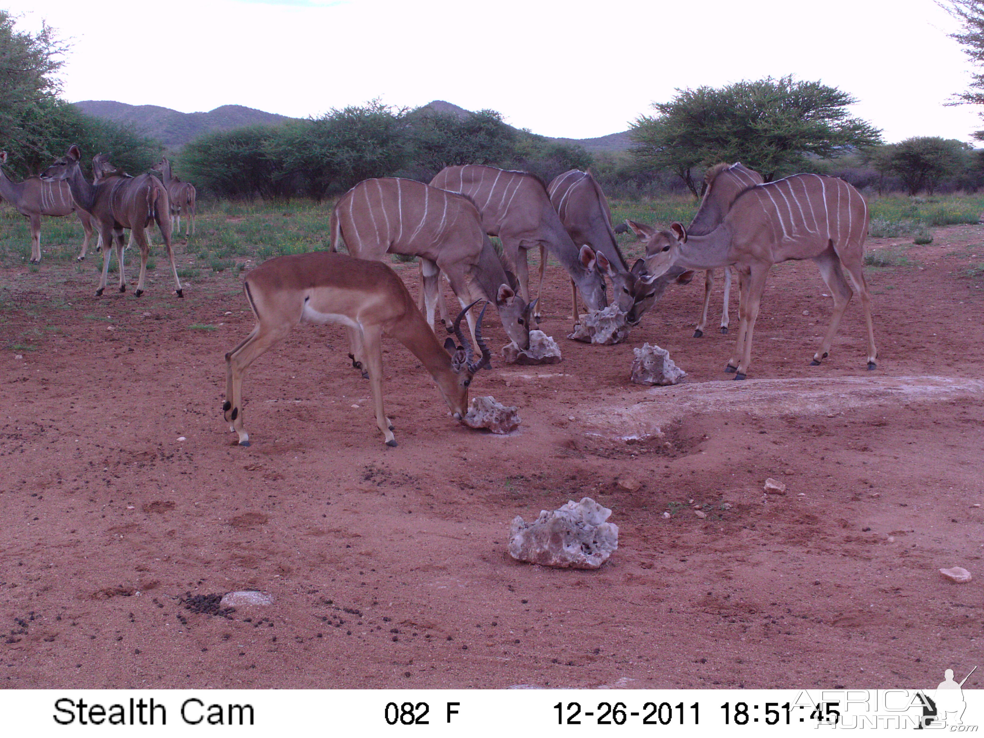 Trail Camera Namibia