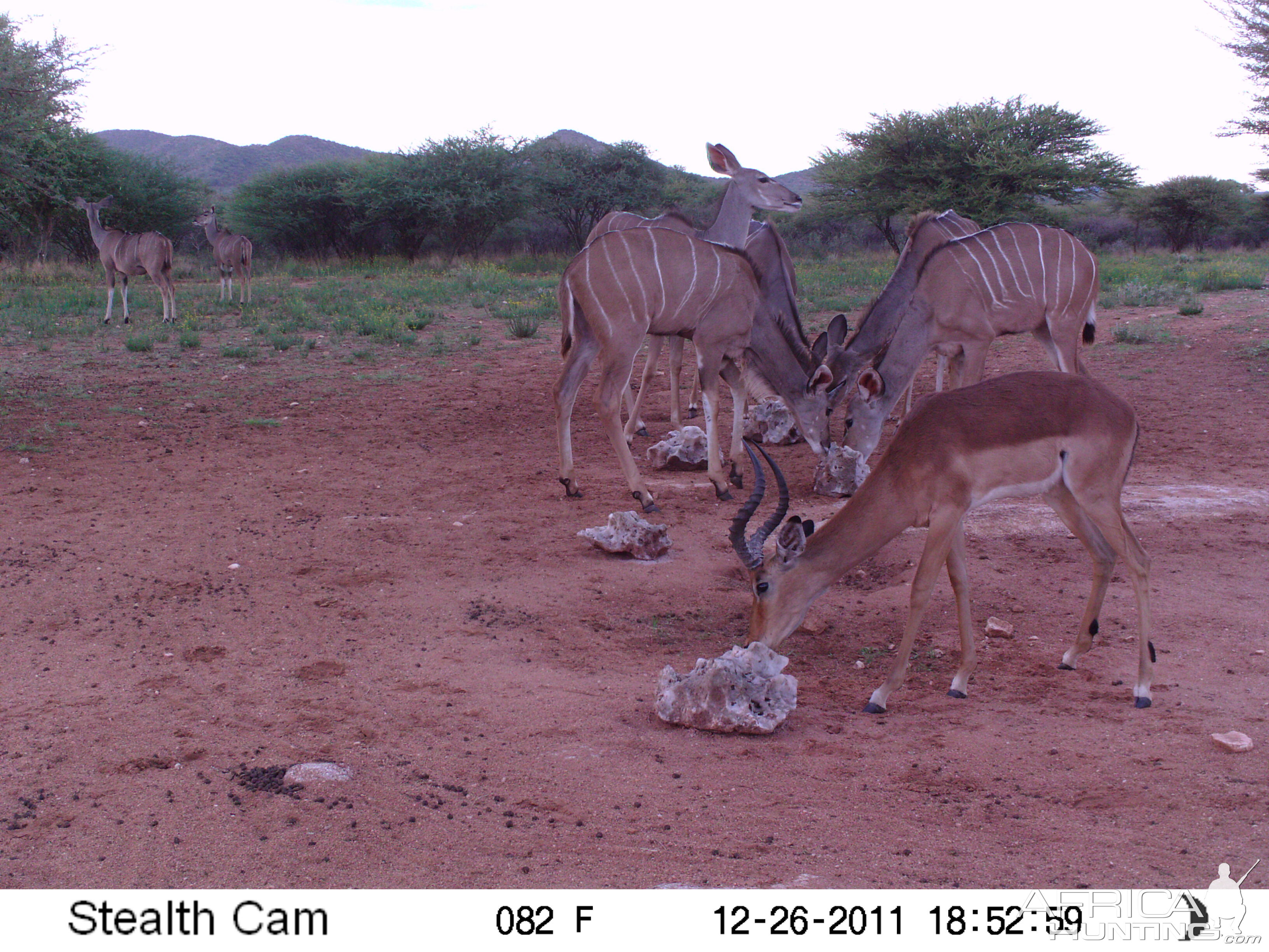 Trail Camera Namibia