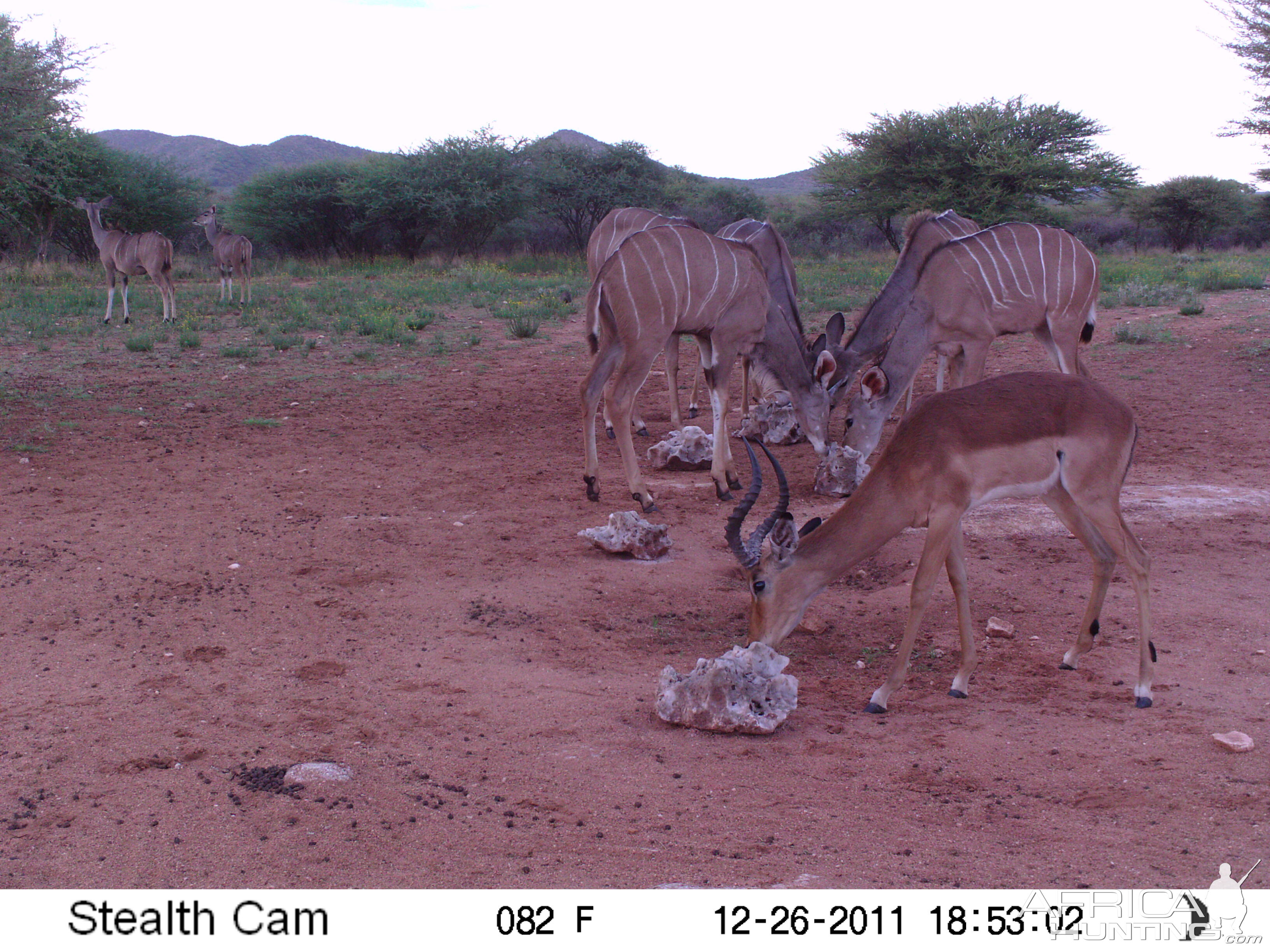 Trail Camera Namibia