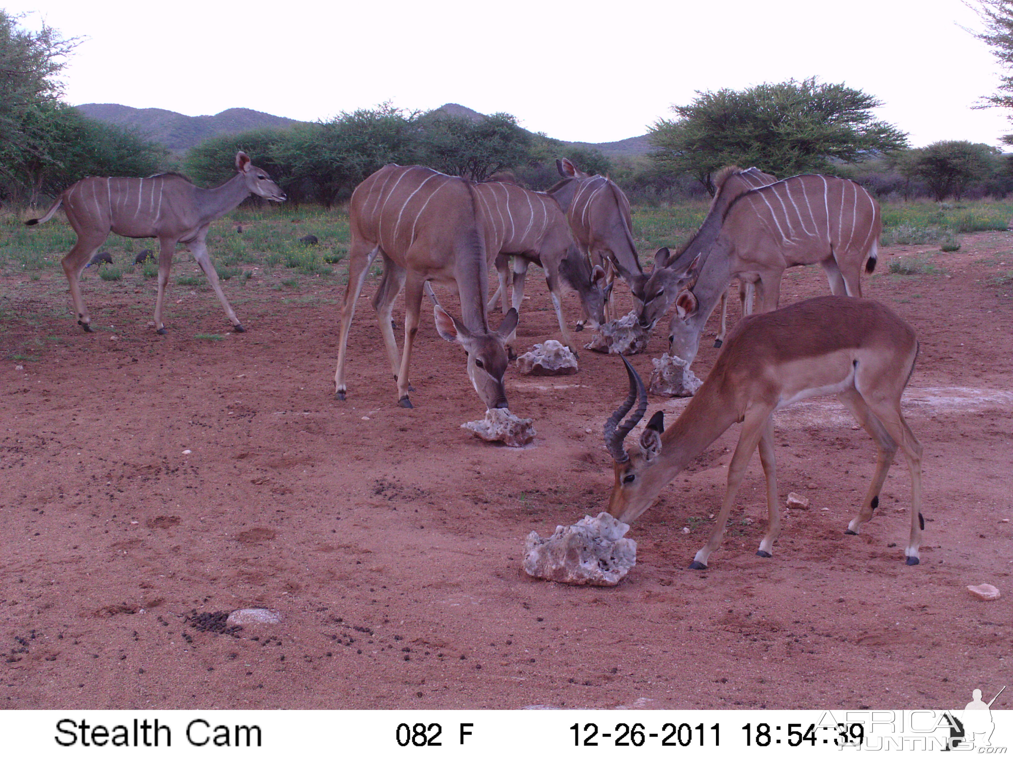 Trail Camera Namibia