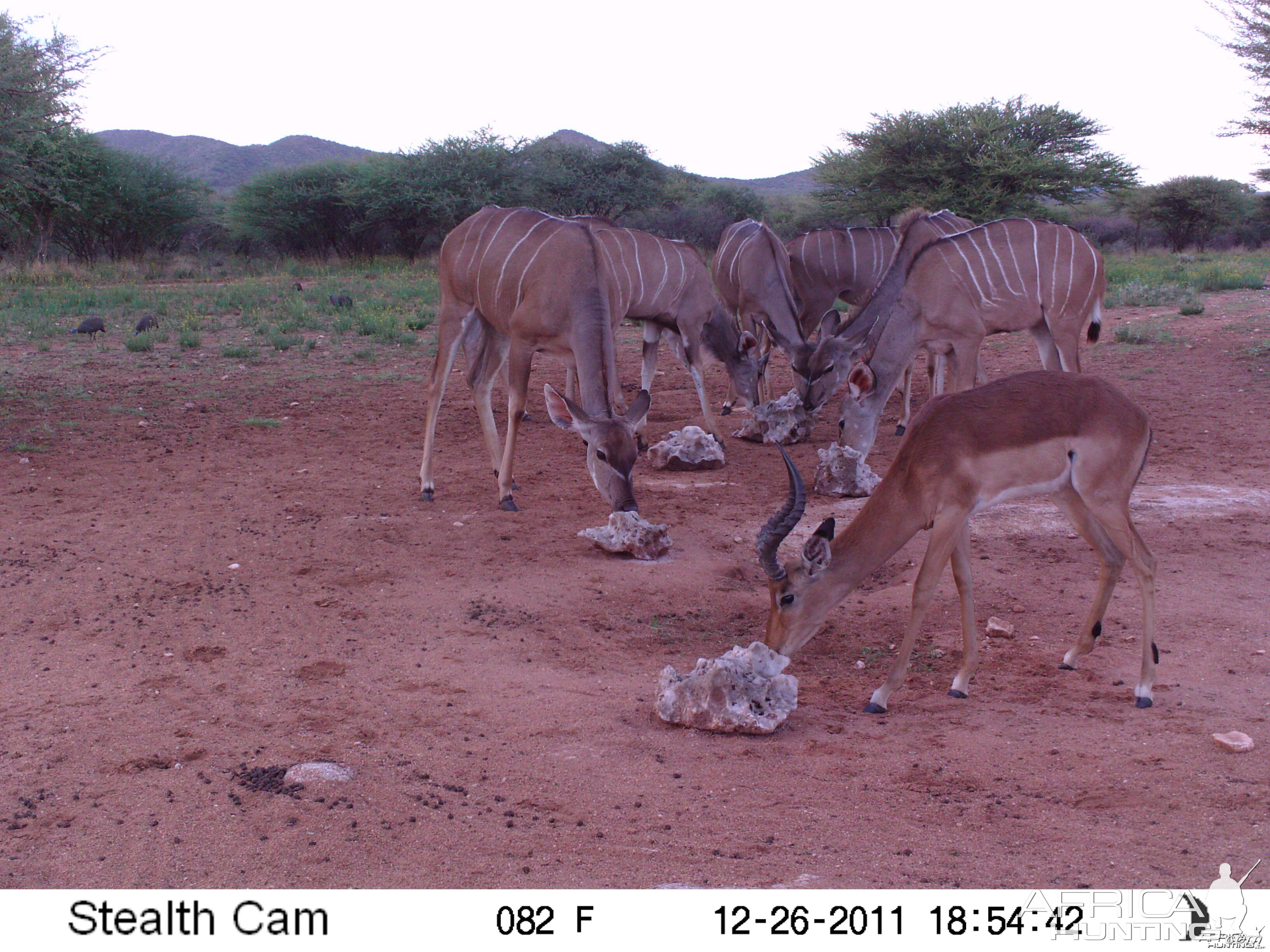 Trail Camera Namibia