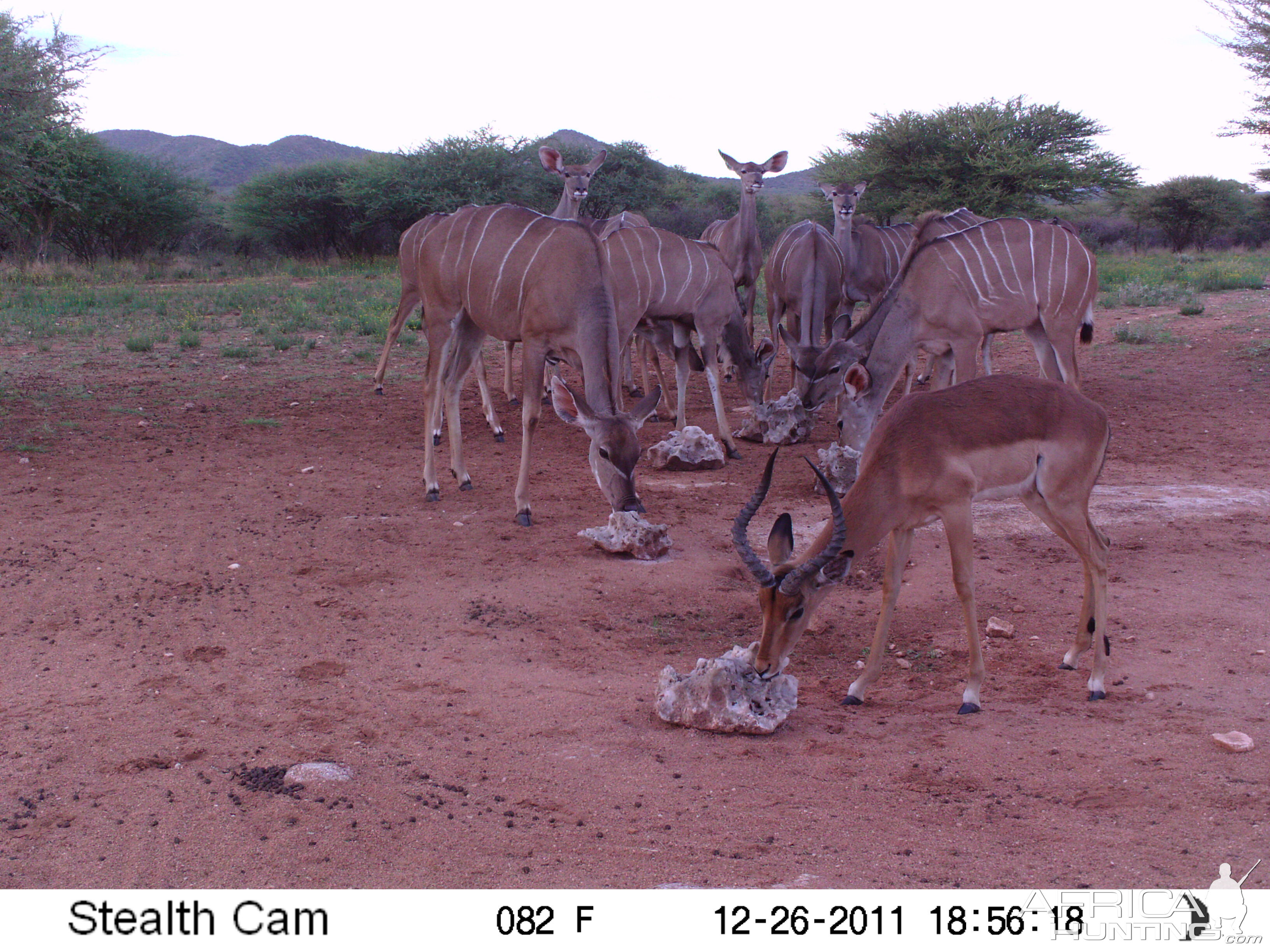 Trail Camera Namibia