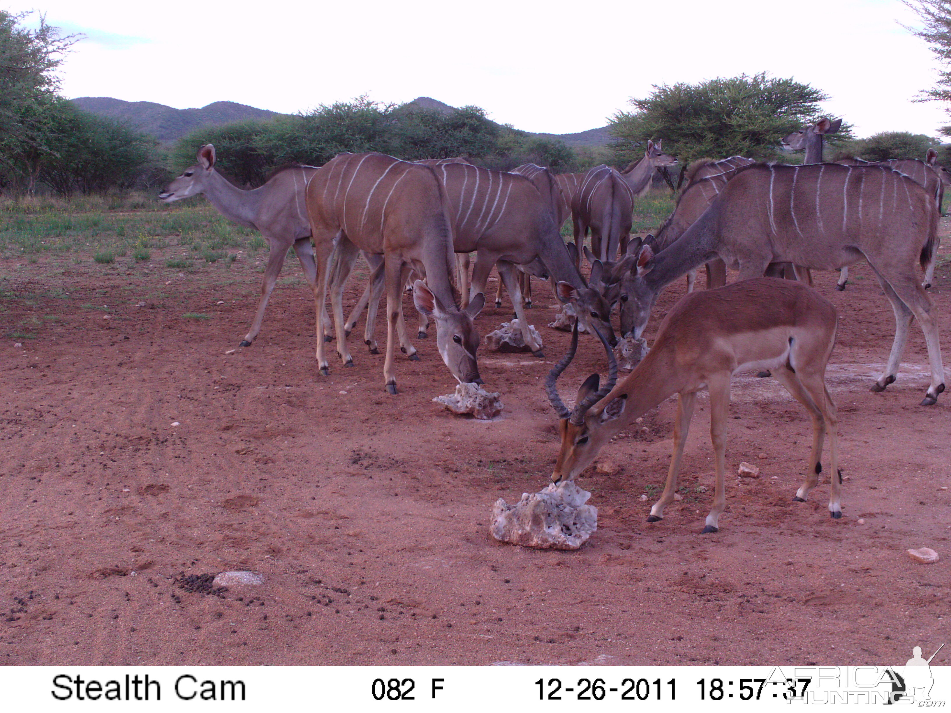 Trail Camera Namibia