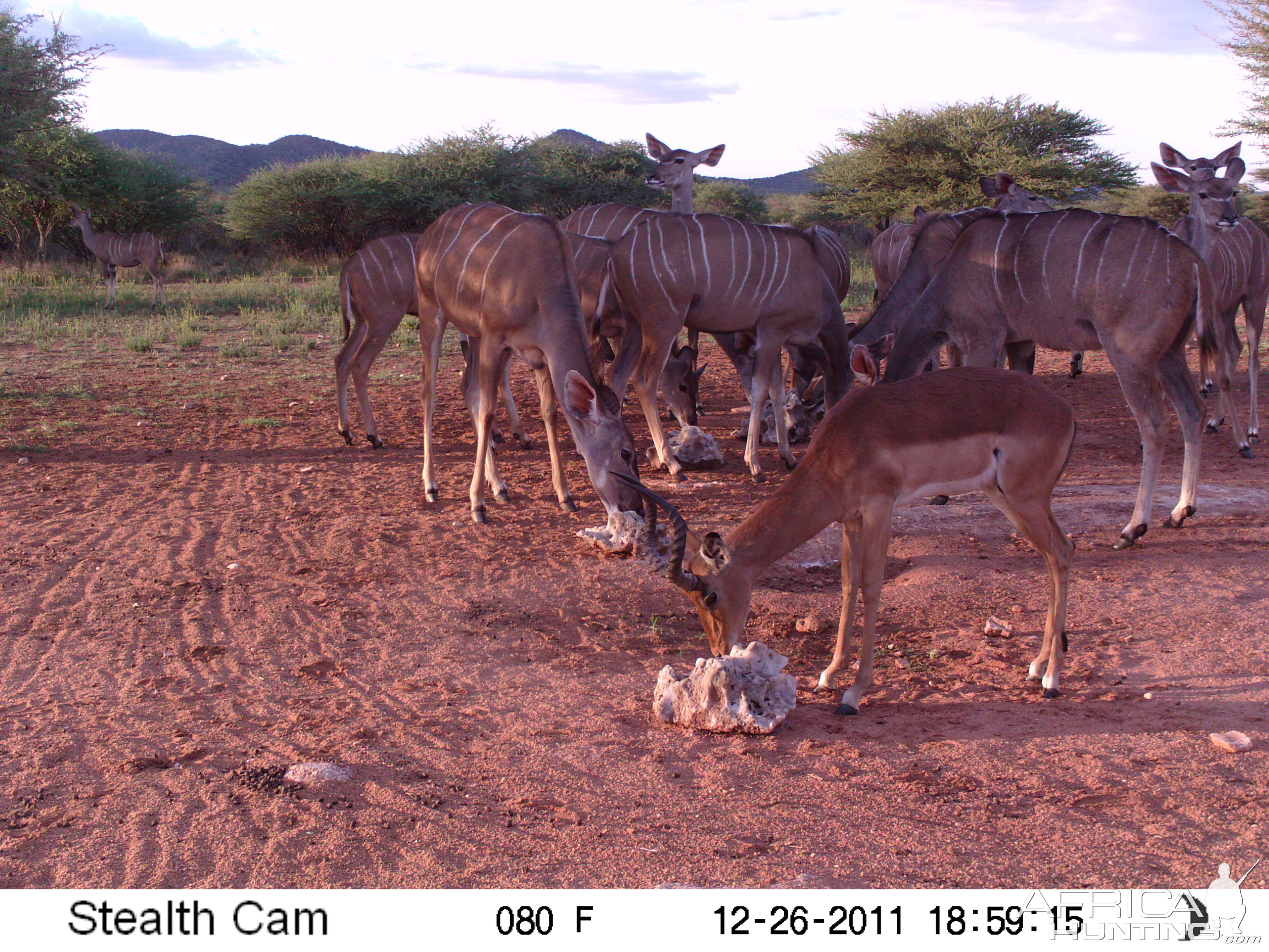 Trail Camera Namibia