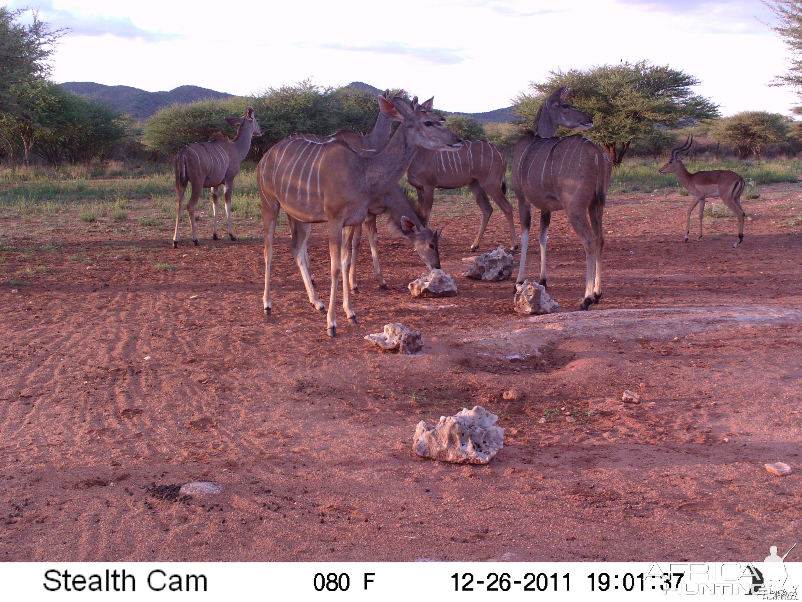 Trail Camera Namibia